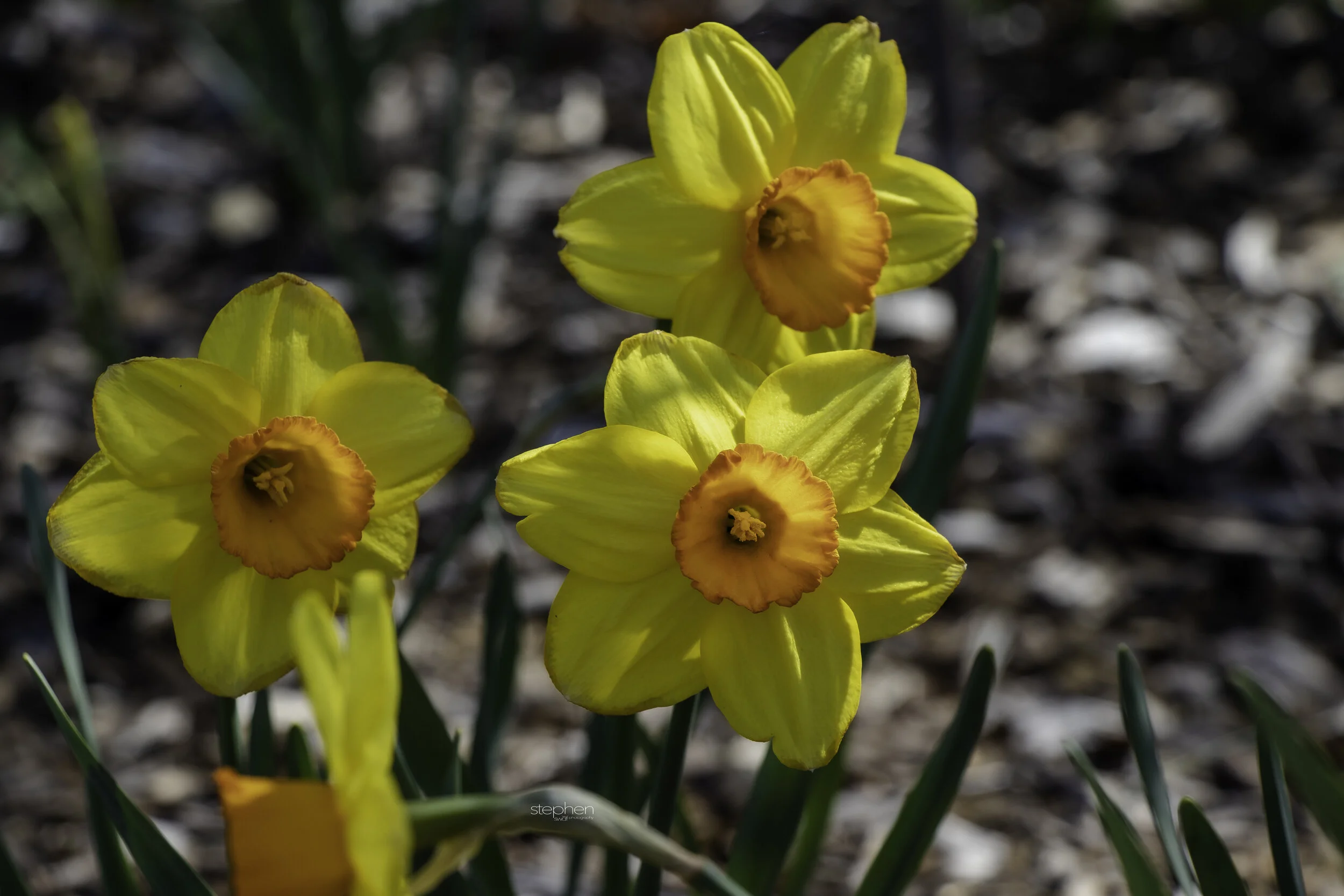 Daffodils4 - Lakeview Cemetery.jpg