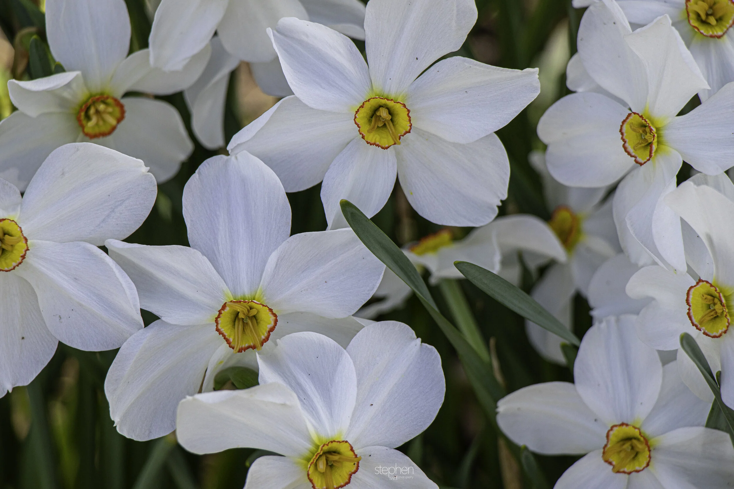 Daffodils5 - Lakeview Cemetery.jpg