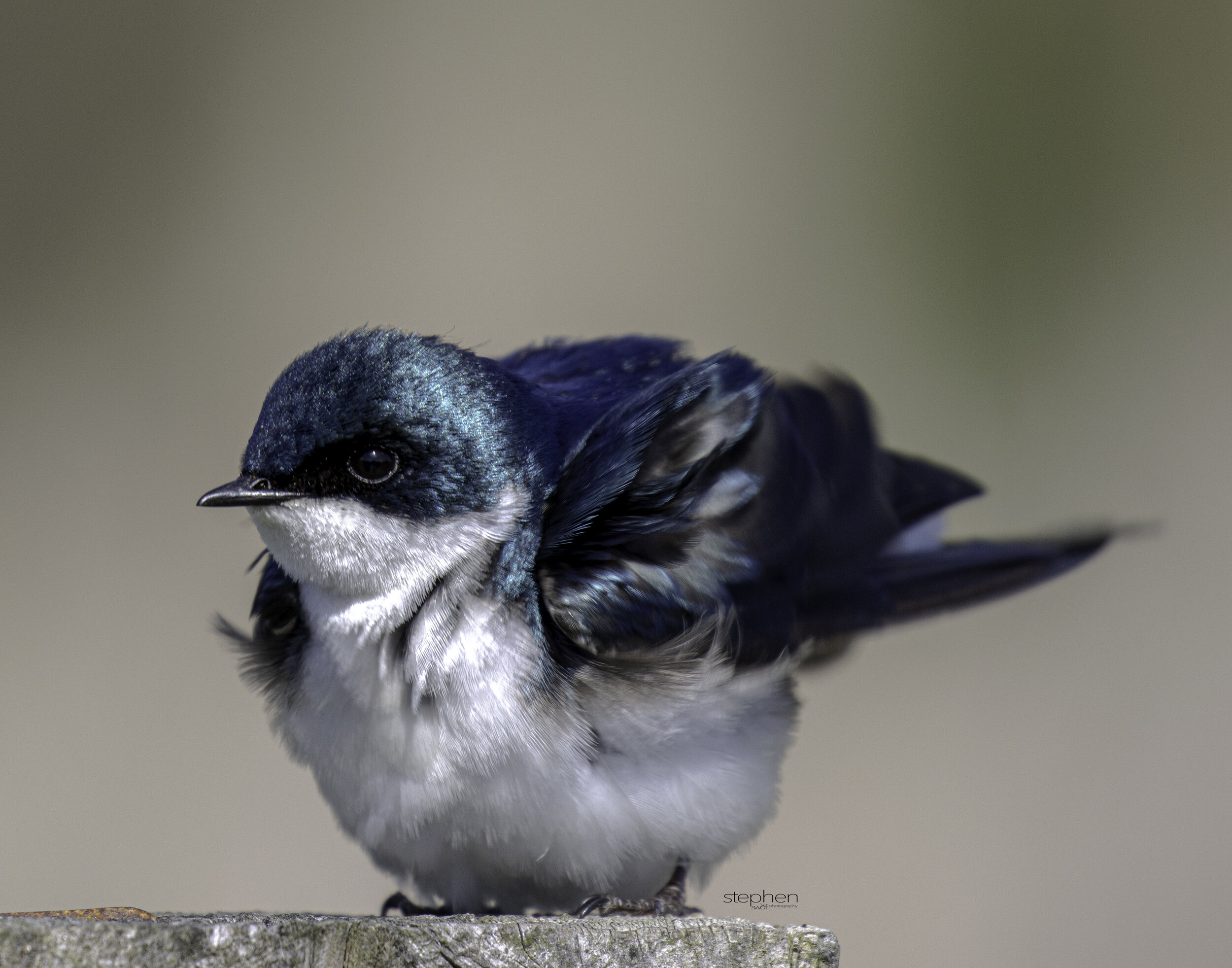 Tree Swallow2 - Sandy Ridge.jpg