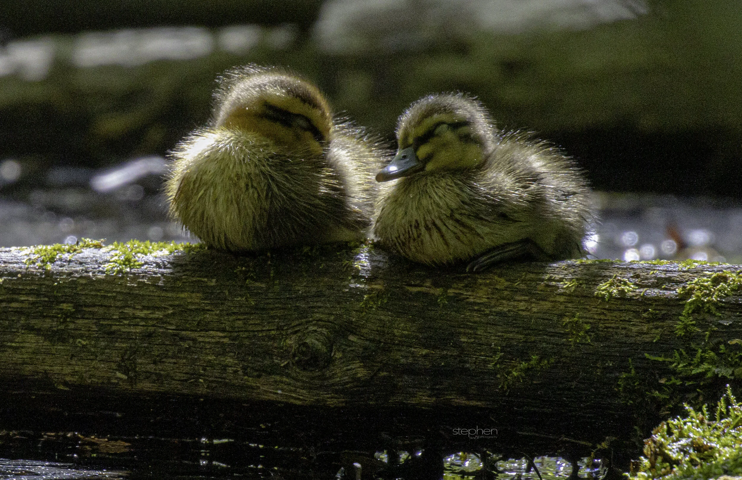 Mallard Ducklings15 - Sandy Ridge.jpg
