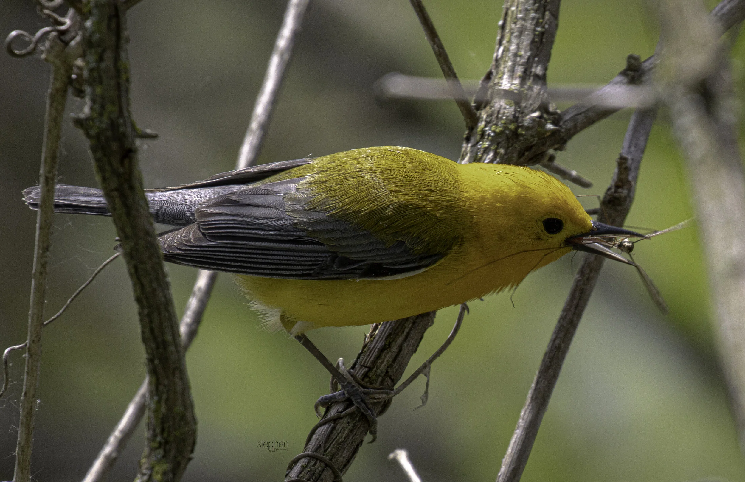 Prothonotary Warbler and Bug - Magee Marsh.jpg