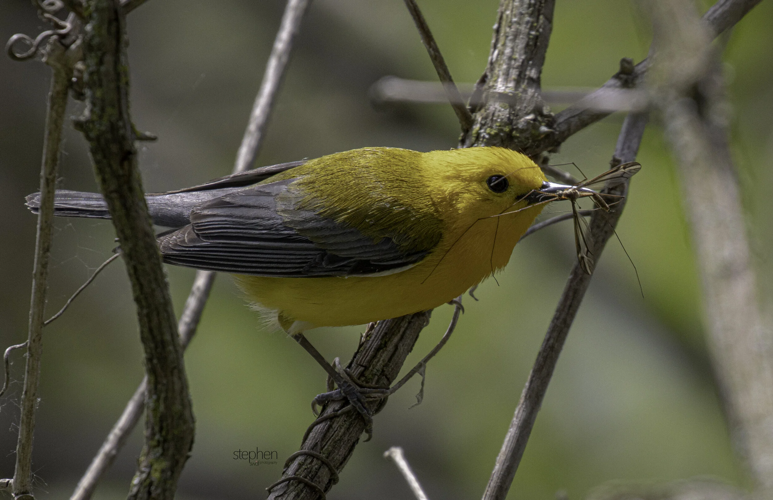 Prothonotary Warbler and Bug3 - Magee Marsh.jpg