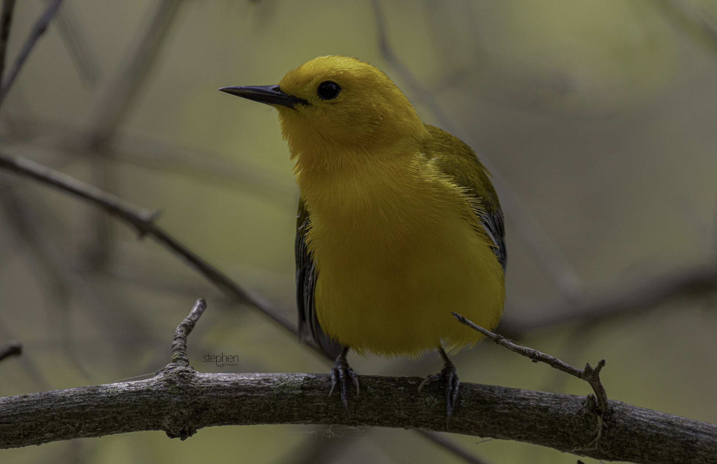 Prothonotary Warbler16 - Magee Marsh.jpg