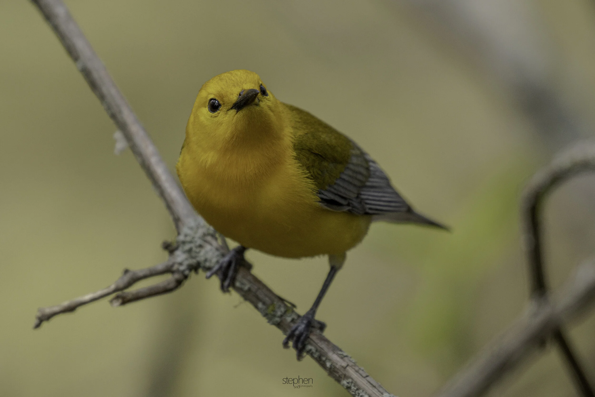 Prothonotary Warbler24 - Magee Marsh.jpg