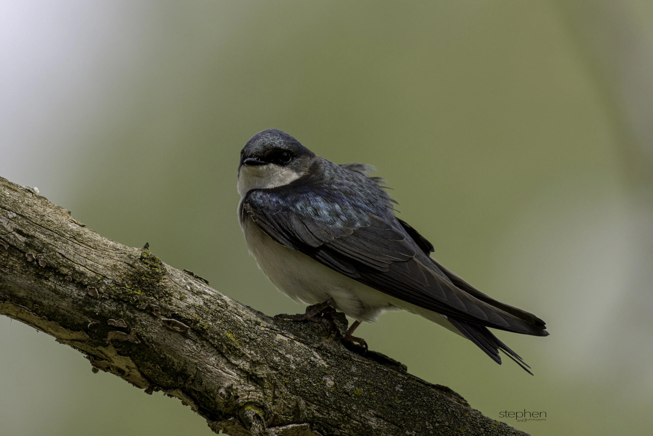 Tree Swallow - Magee Marsh.jpg