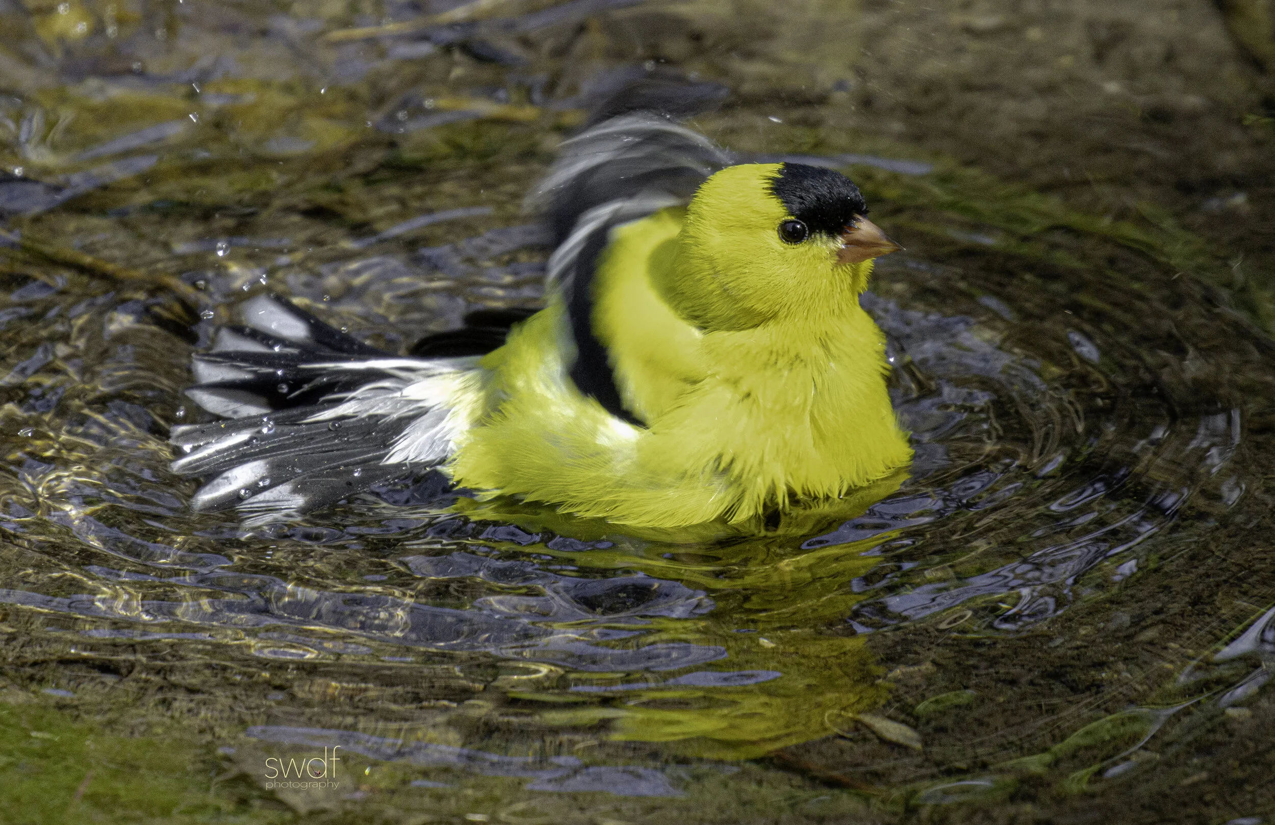 Bird Bath American Goldfinch28 - CLNP.jpg