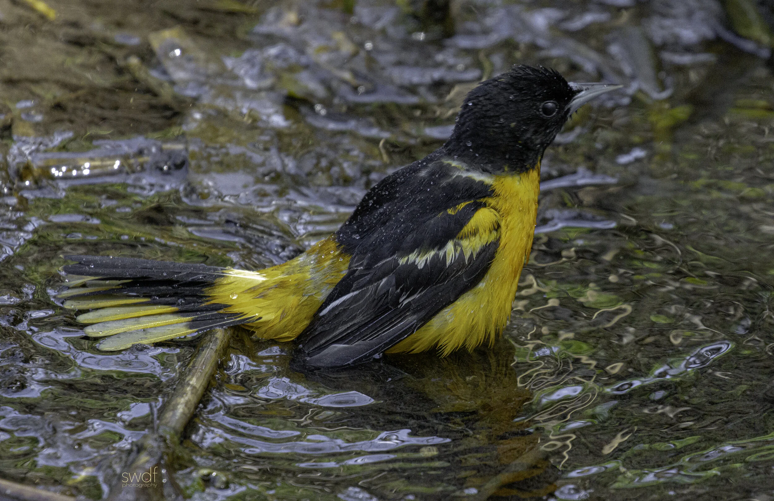 Bird Bath Baltimore Oriole11 - CLNP.jpg