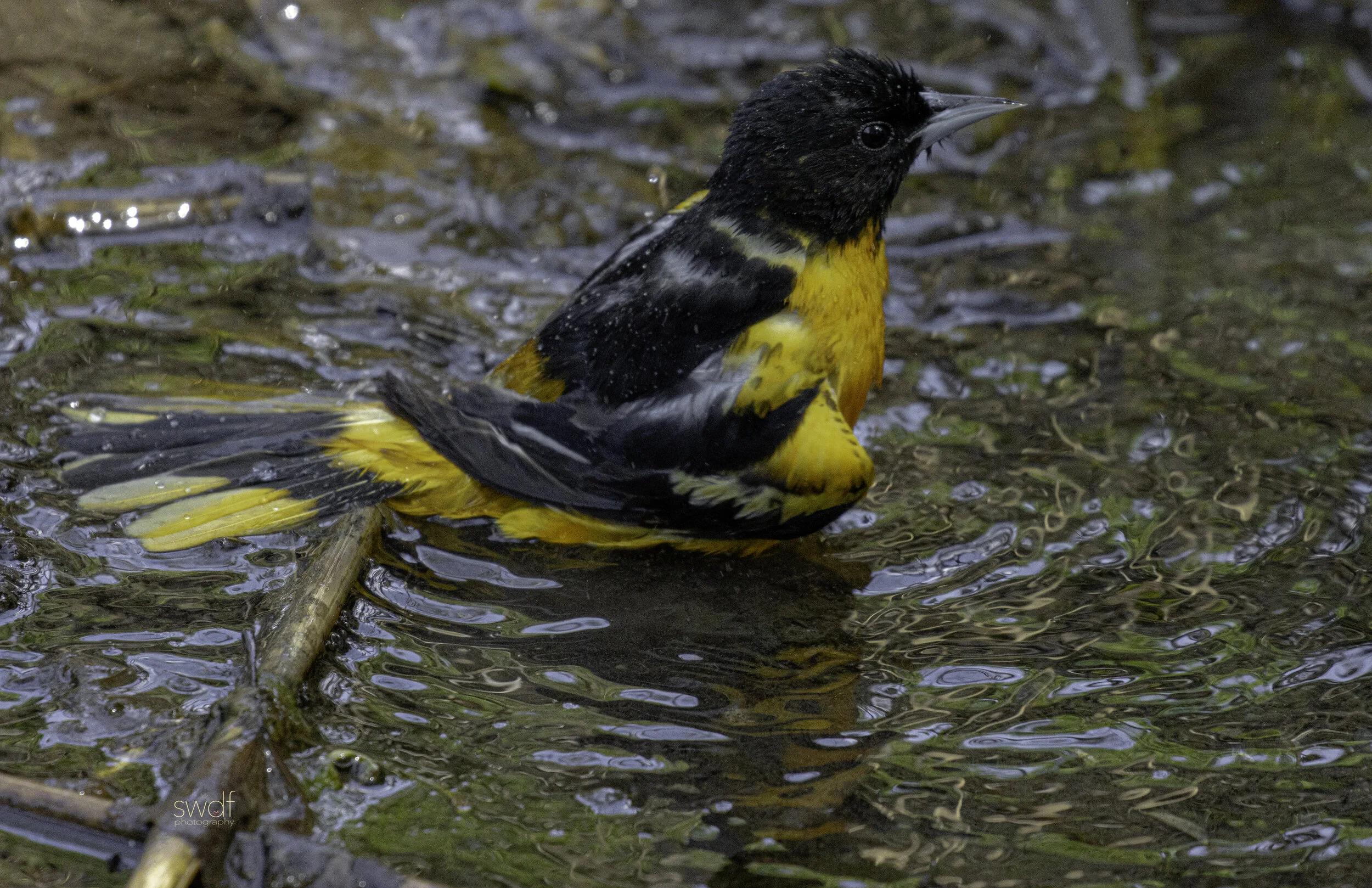 Bird Bath Baltimore Oriole15 - CLNP.jpg