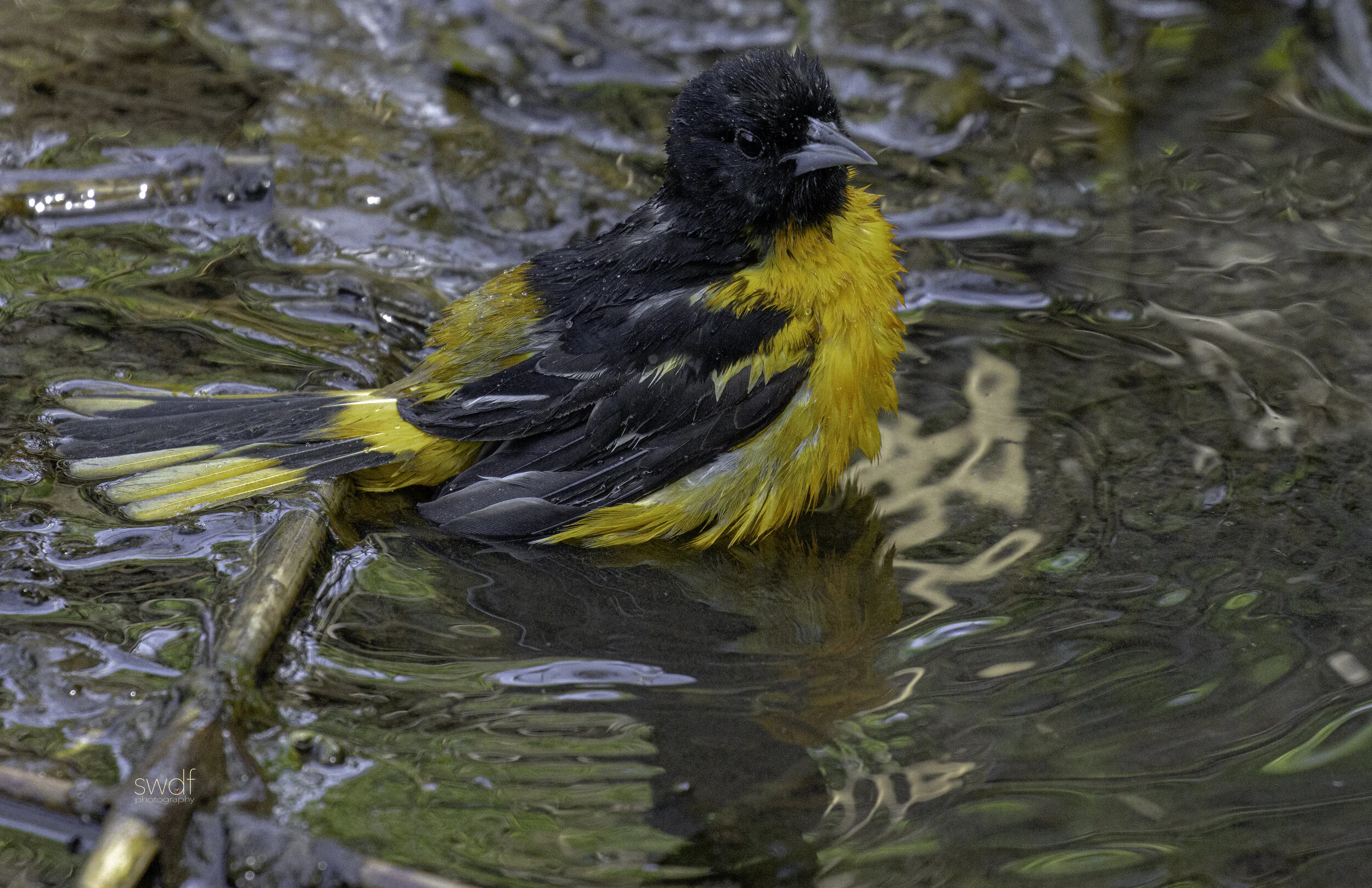 Bird Bath Baltimore Oriole27 - CLNP.jpg