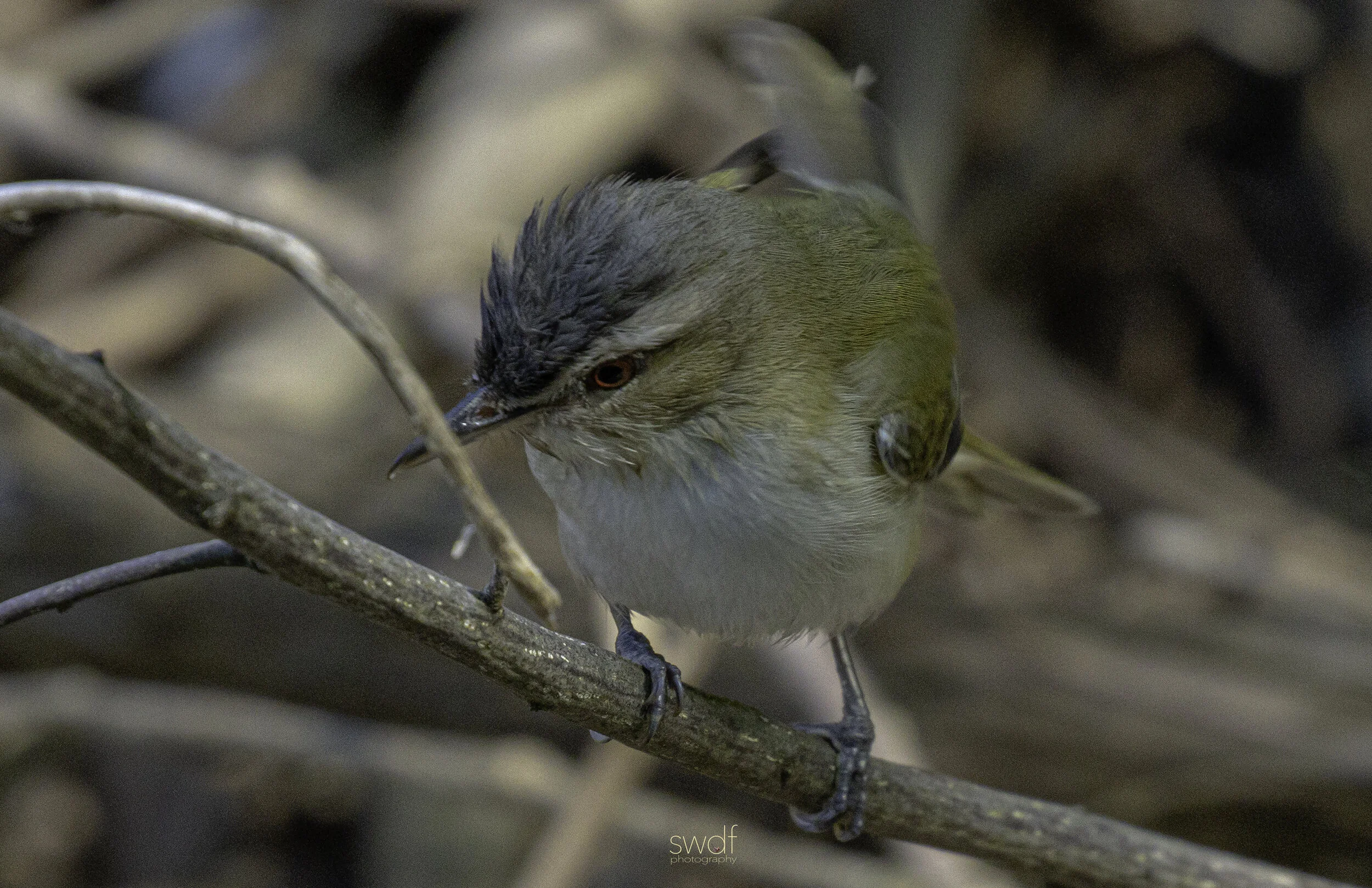 Red Eyed Vireo2 - CLNP.jpg