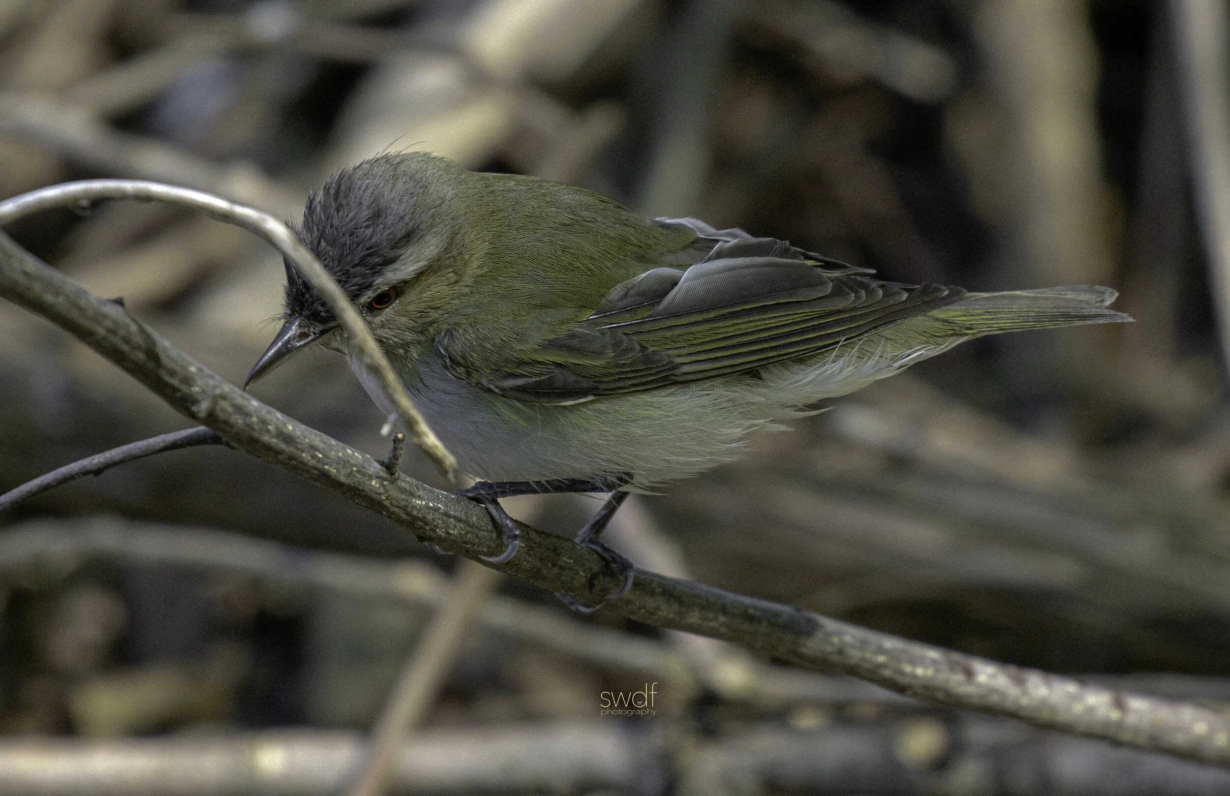 Red Eyed Vireo6 - CLNP.jpg