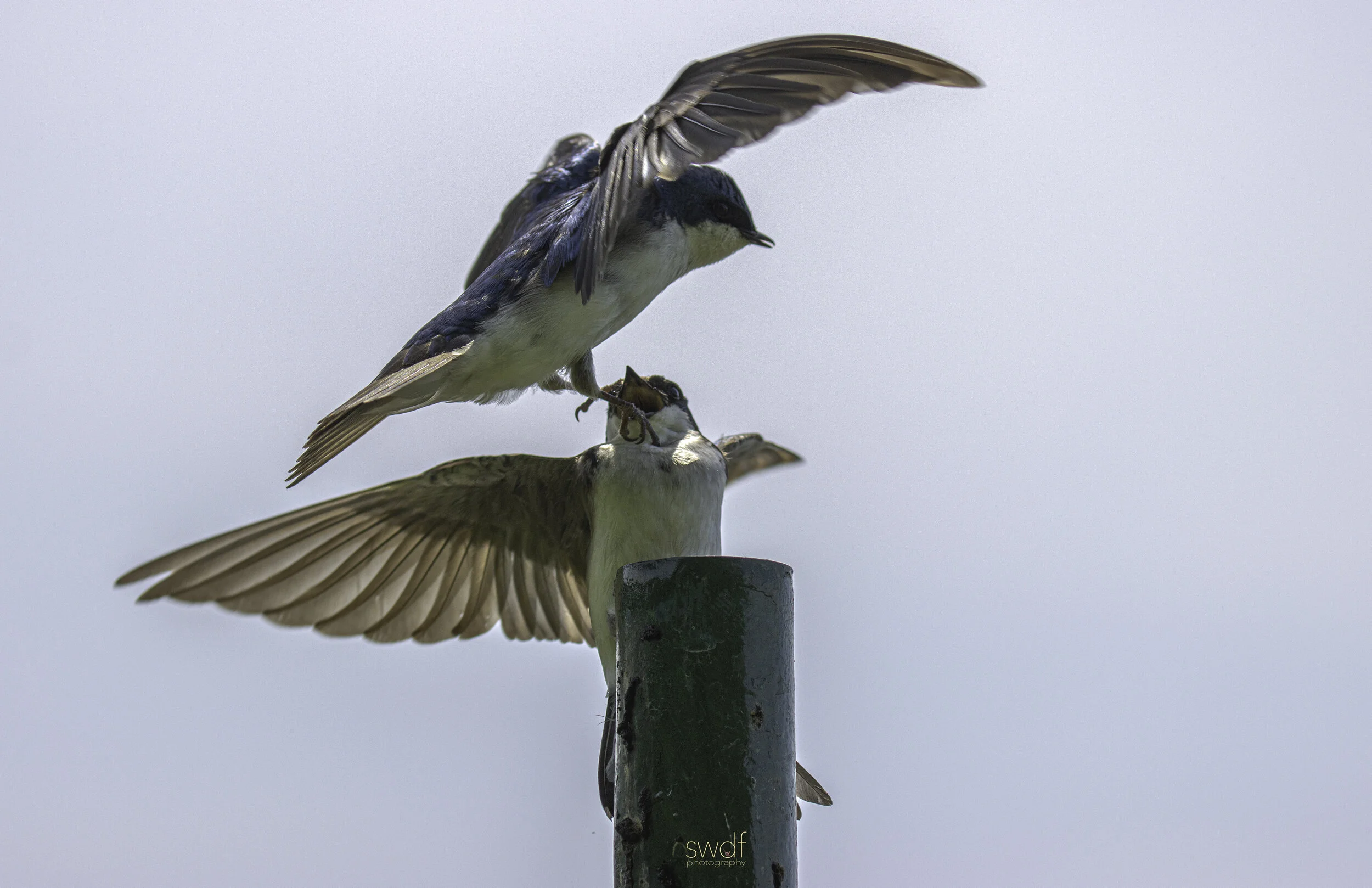 Tree Swallows - Sandy Ridge.jpg