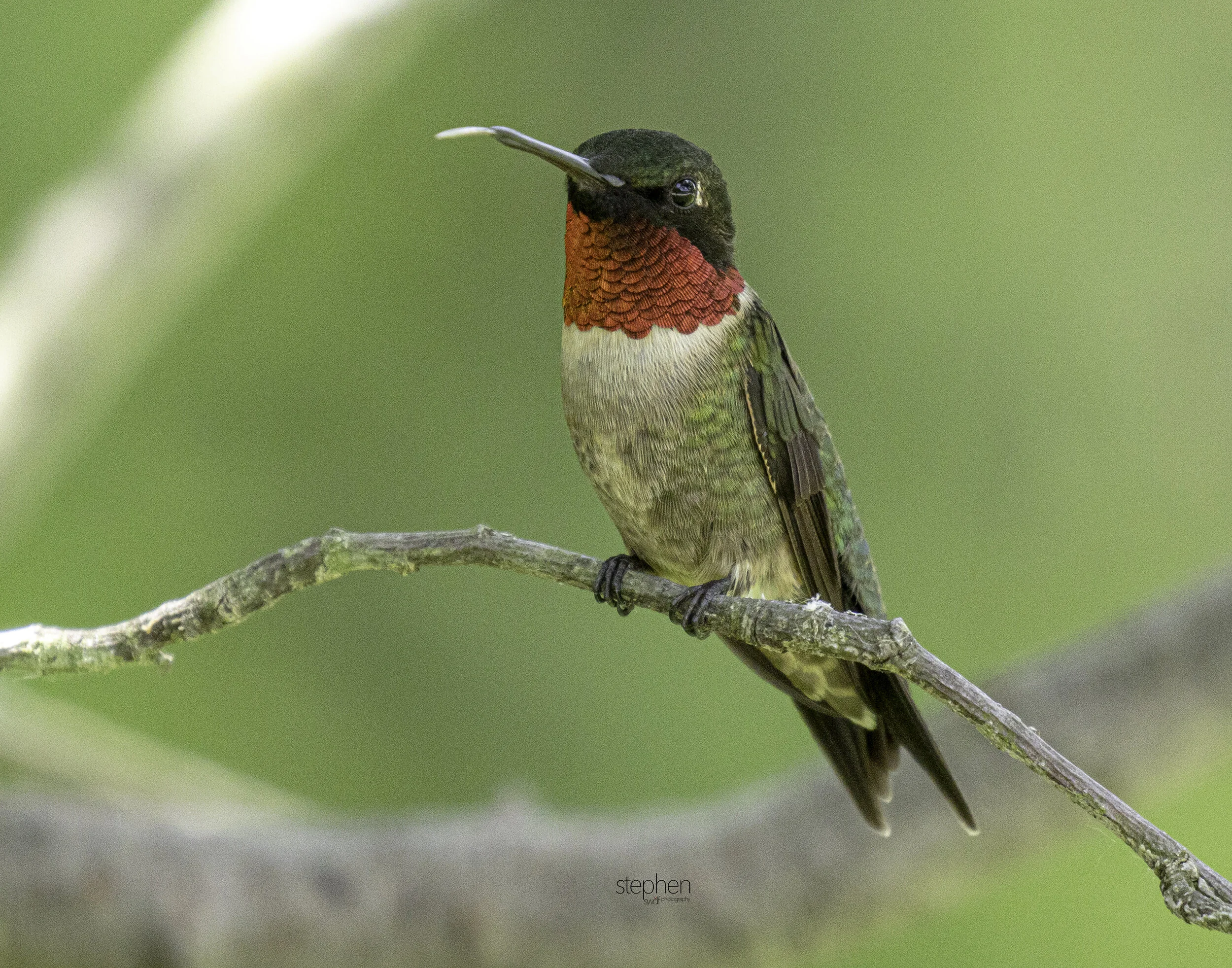 Hummingbird3 - Sandy Ridge.jpg