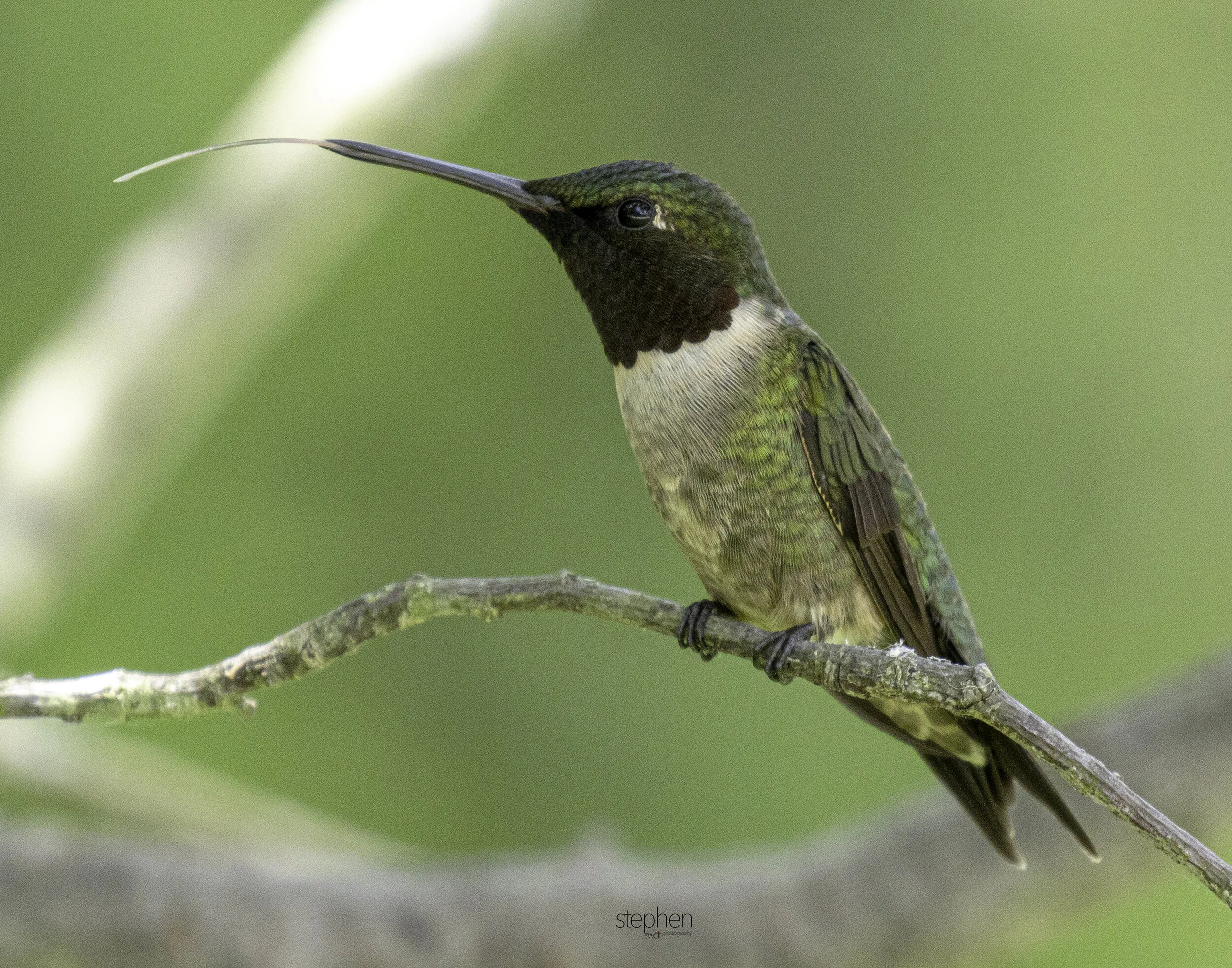 Hummingbird4 - Sandy Ridge.jpg