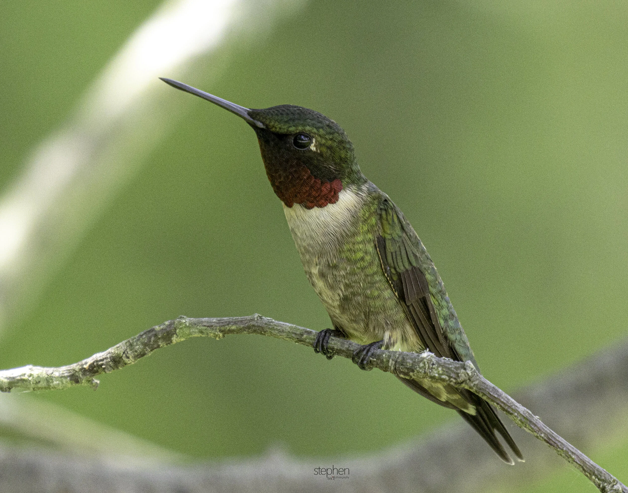 Hummingbird7 - Sandy Ridge.jpg
