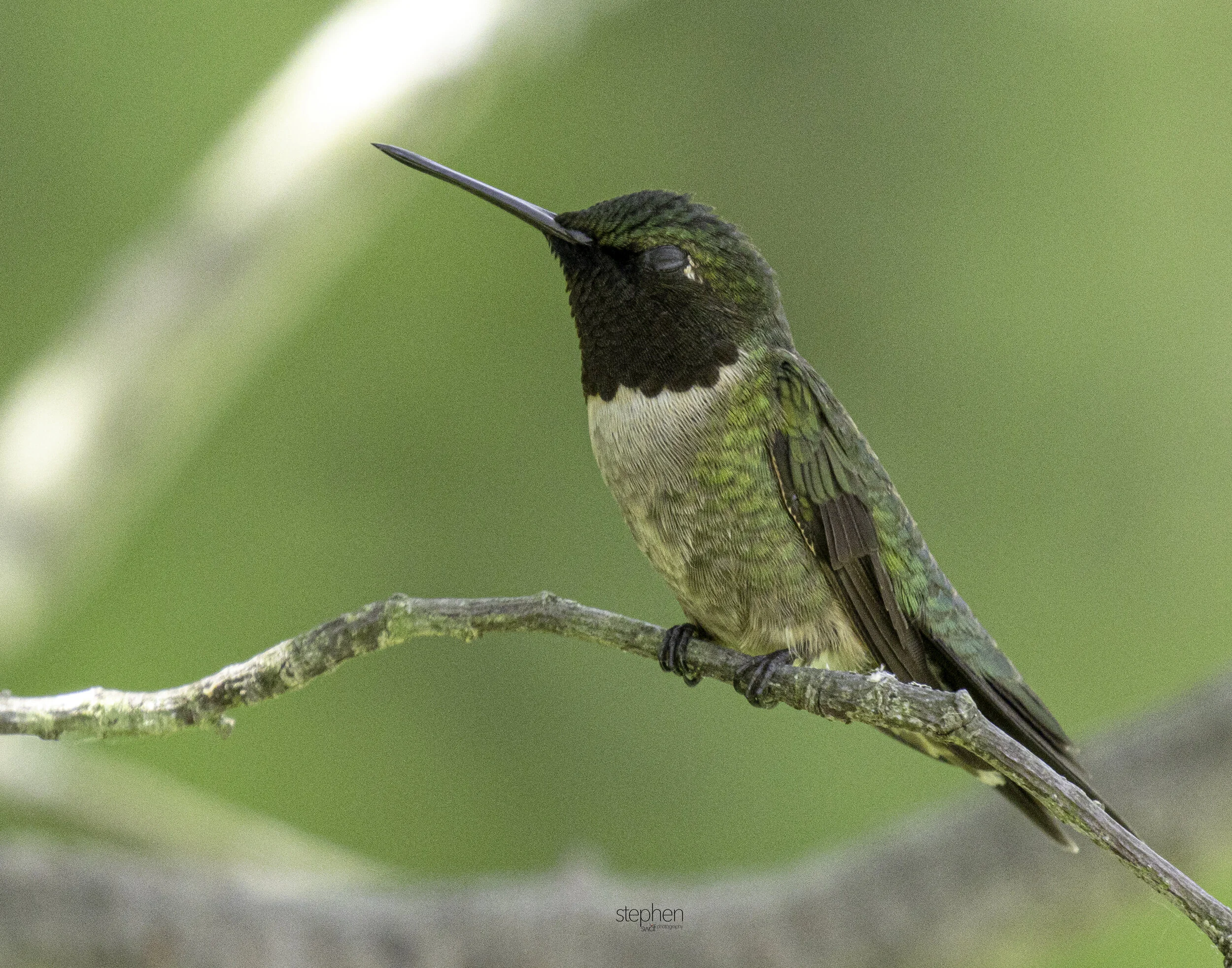 Hummingbird9 - Sandy Ridge.jpg