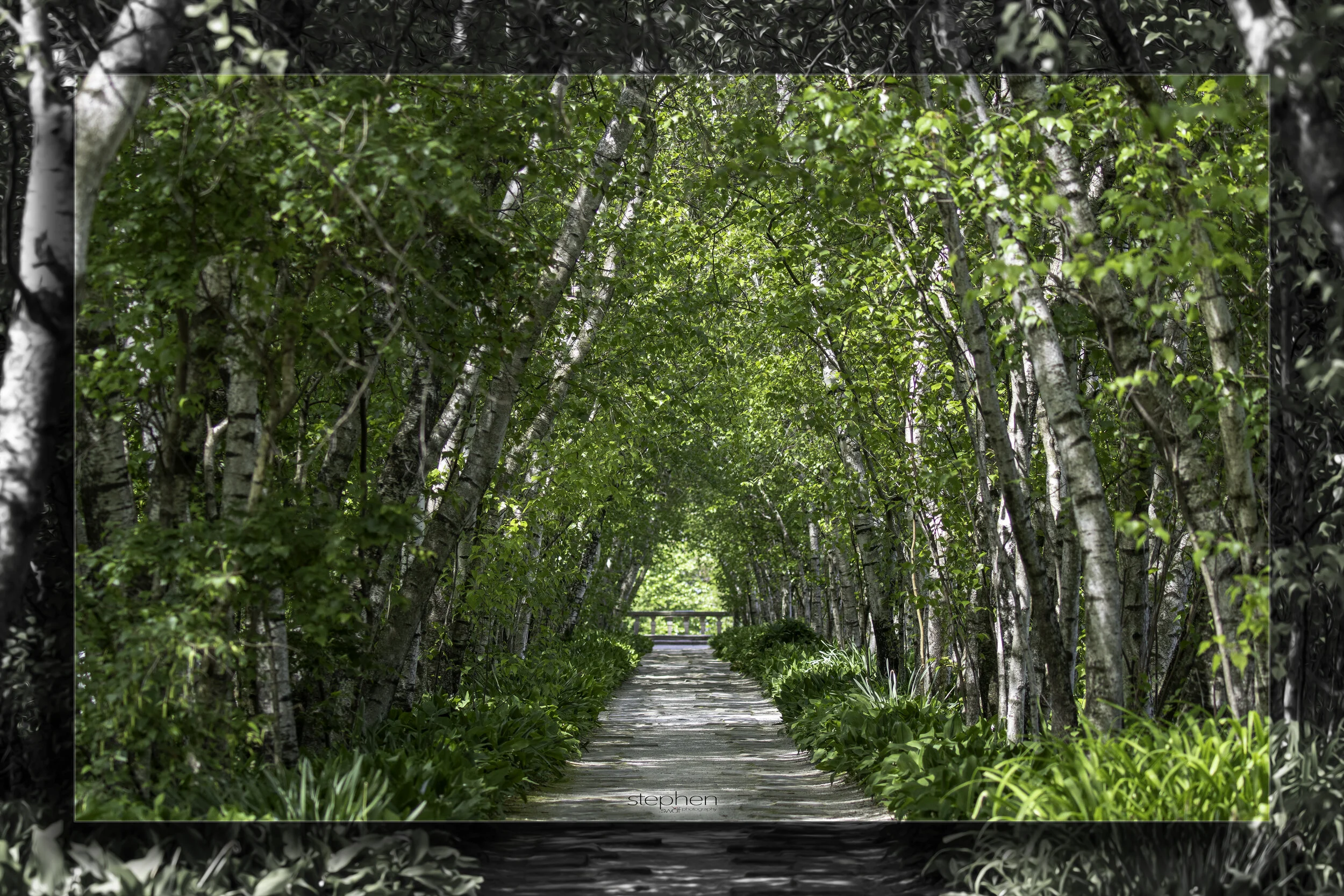Birchtree Allee - Stan Hywet.jpg