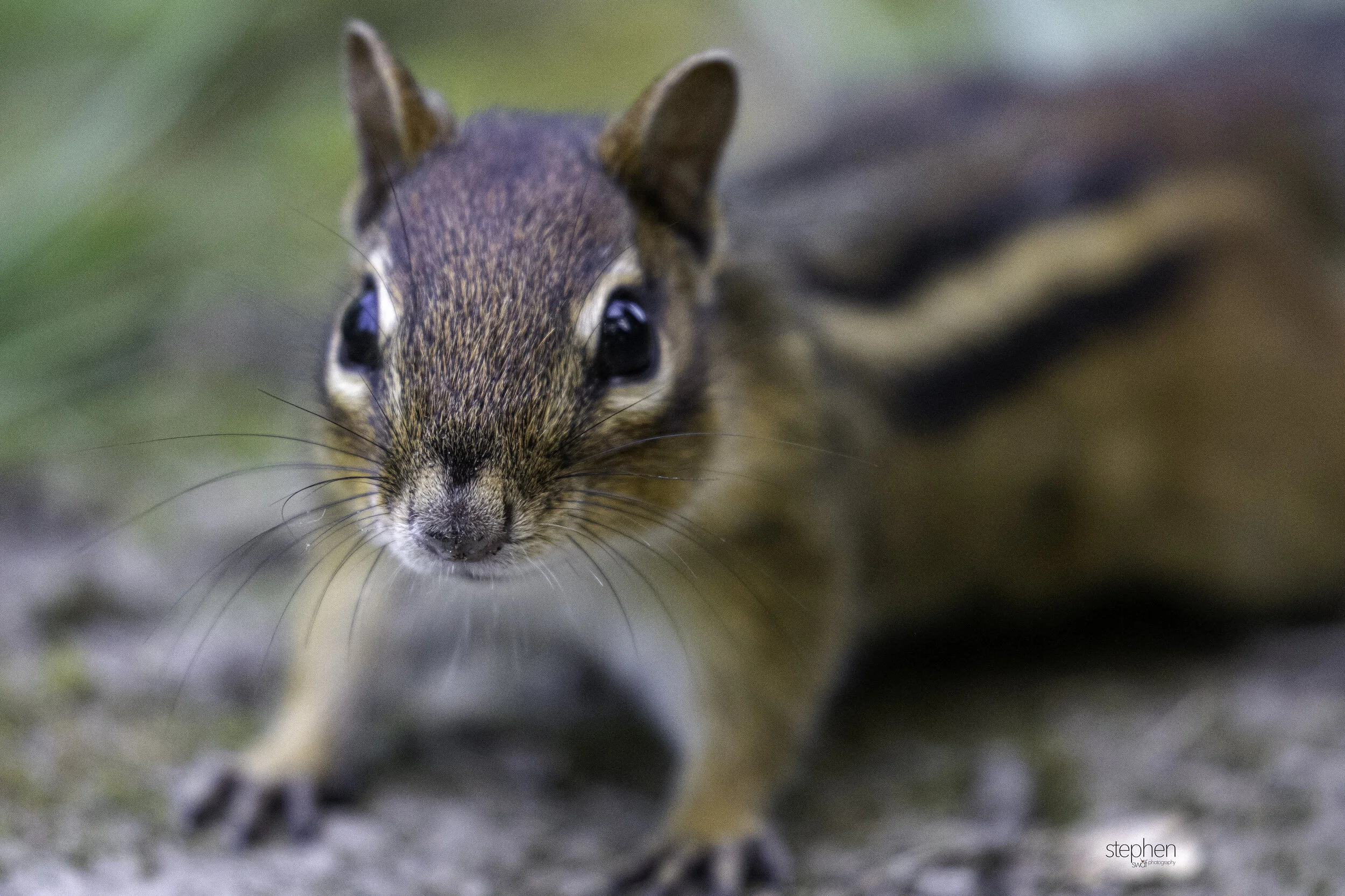 Chipmunk4 - CLNP.jpg