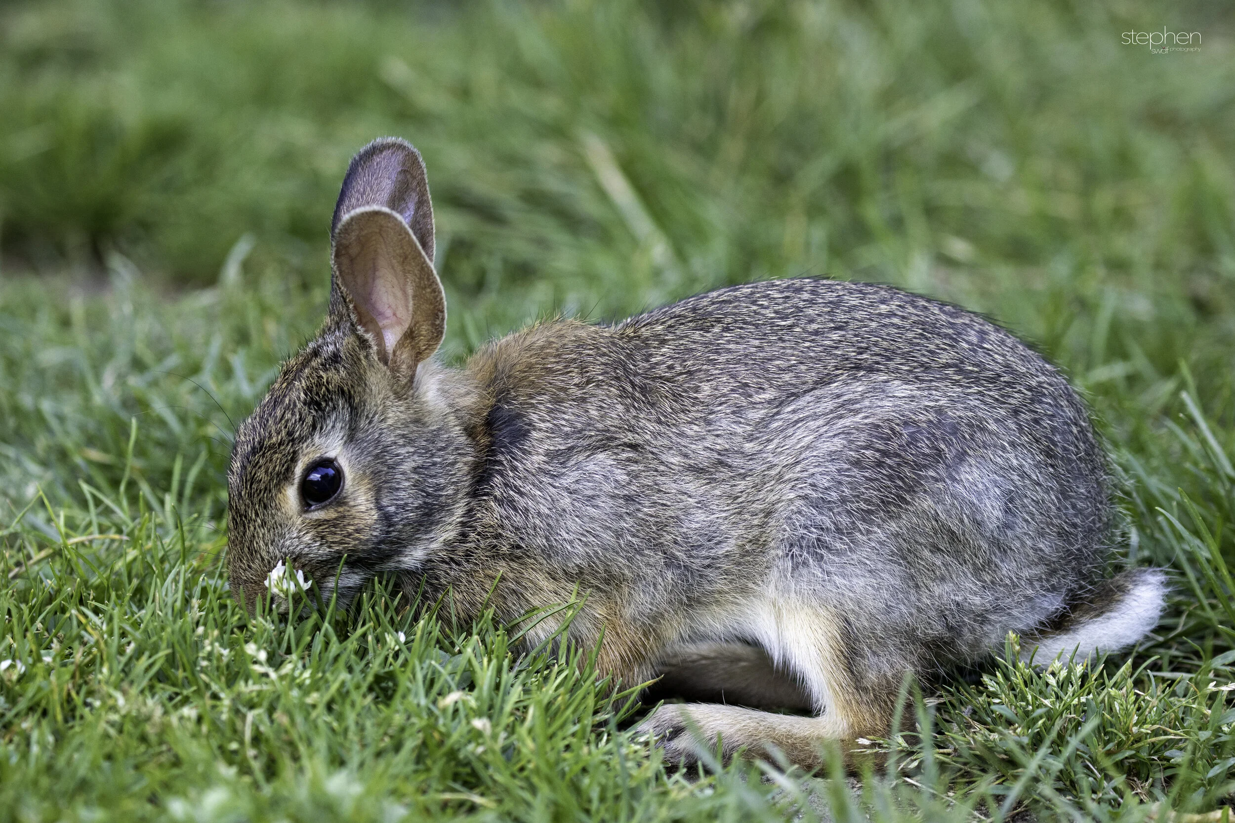 Bunny - CLNP.jpg