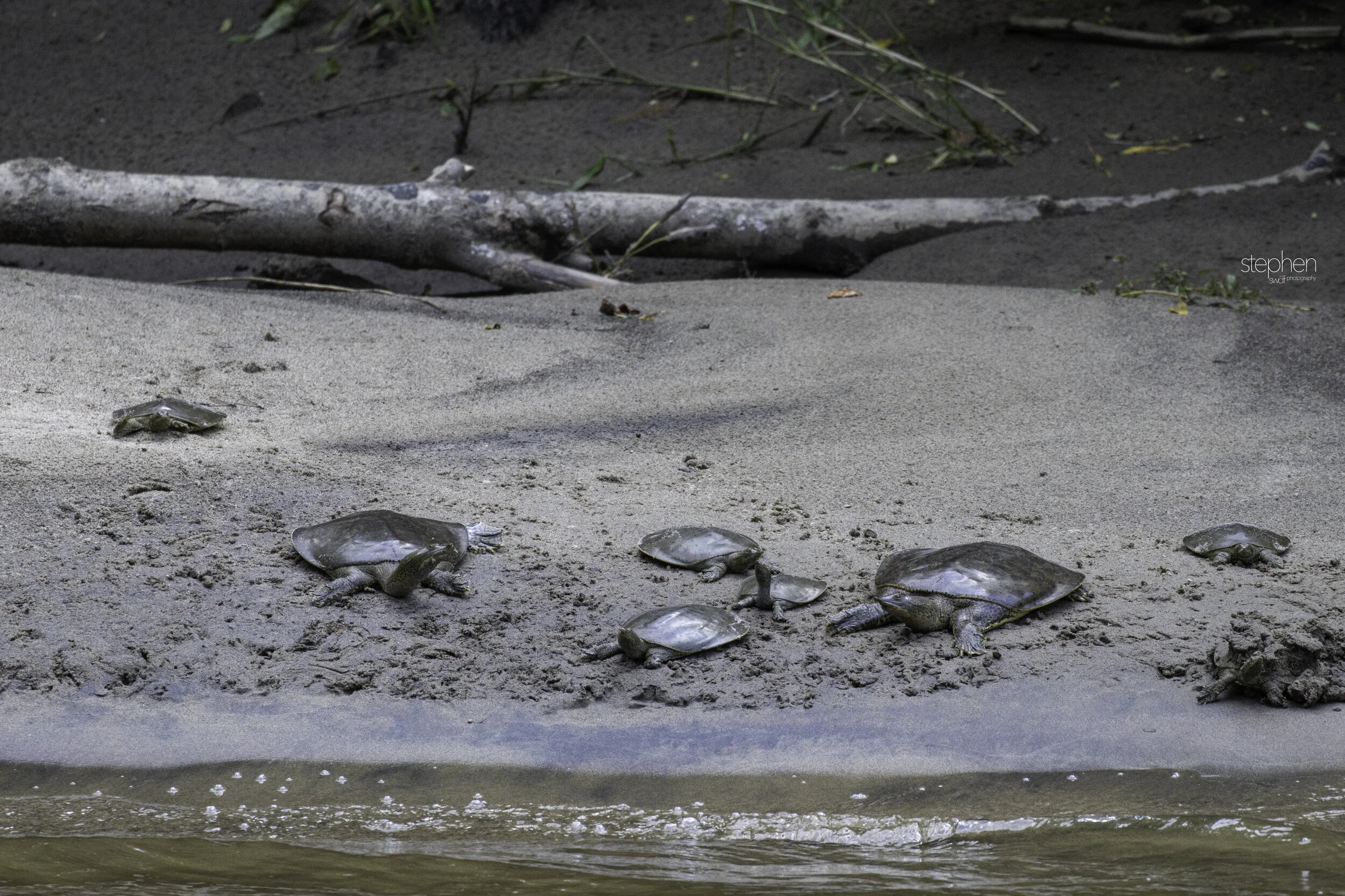 Eastern Spiny Softshell Turtle - CVNP.jpg