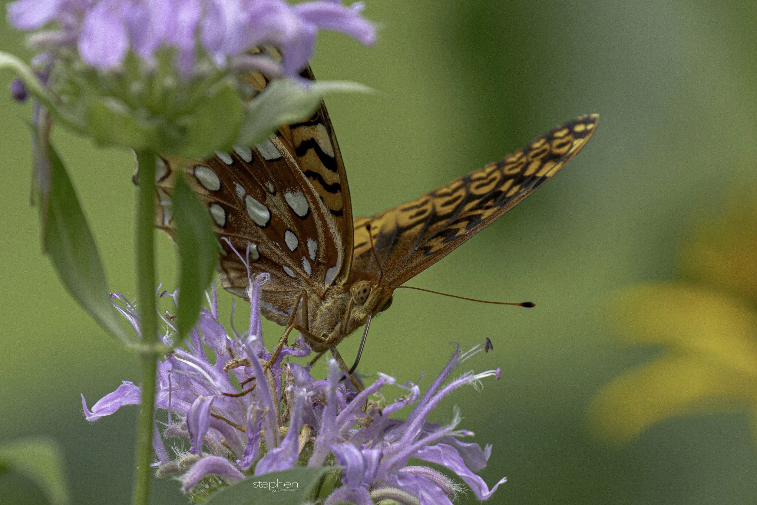 Fritillary Butterfly3 - CVNP.jpg