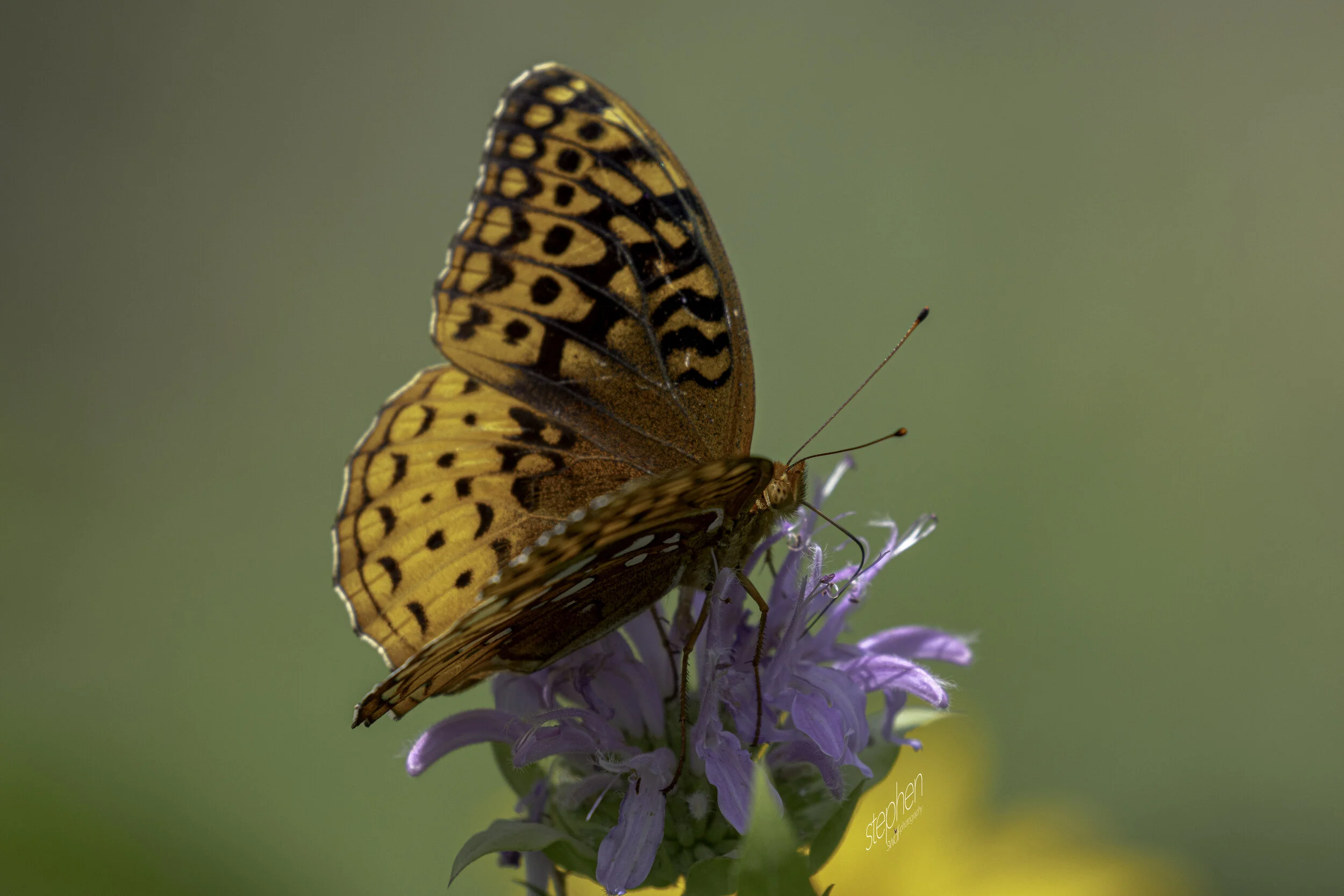 Fritillary Butterfly10 - CVNP.jpg