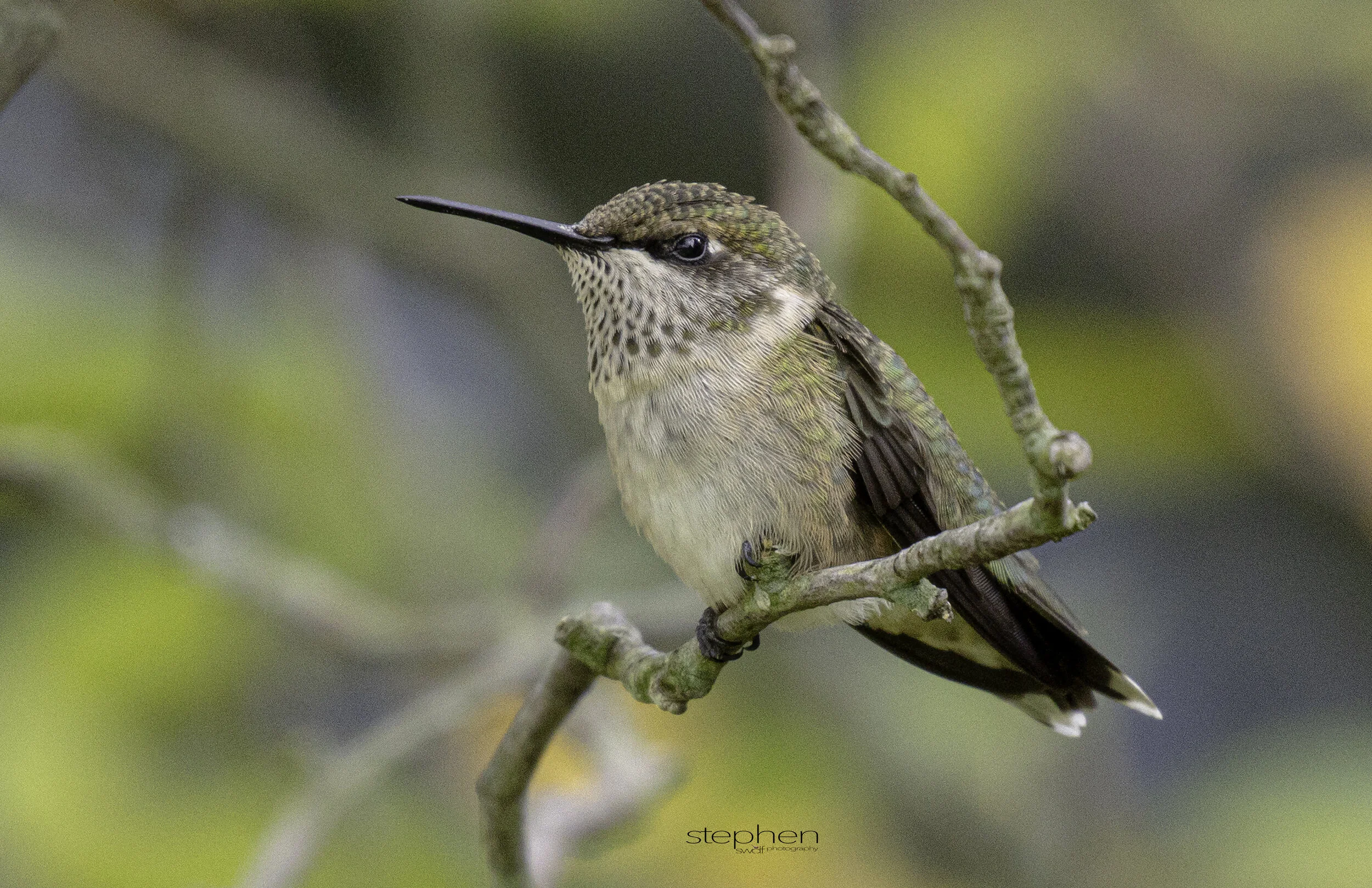 Hummingbird - Sandy Ridge.jpg