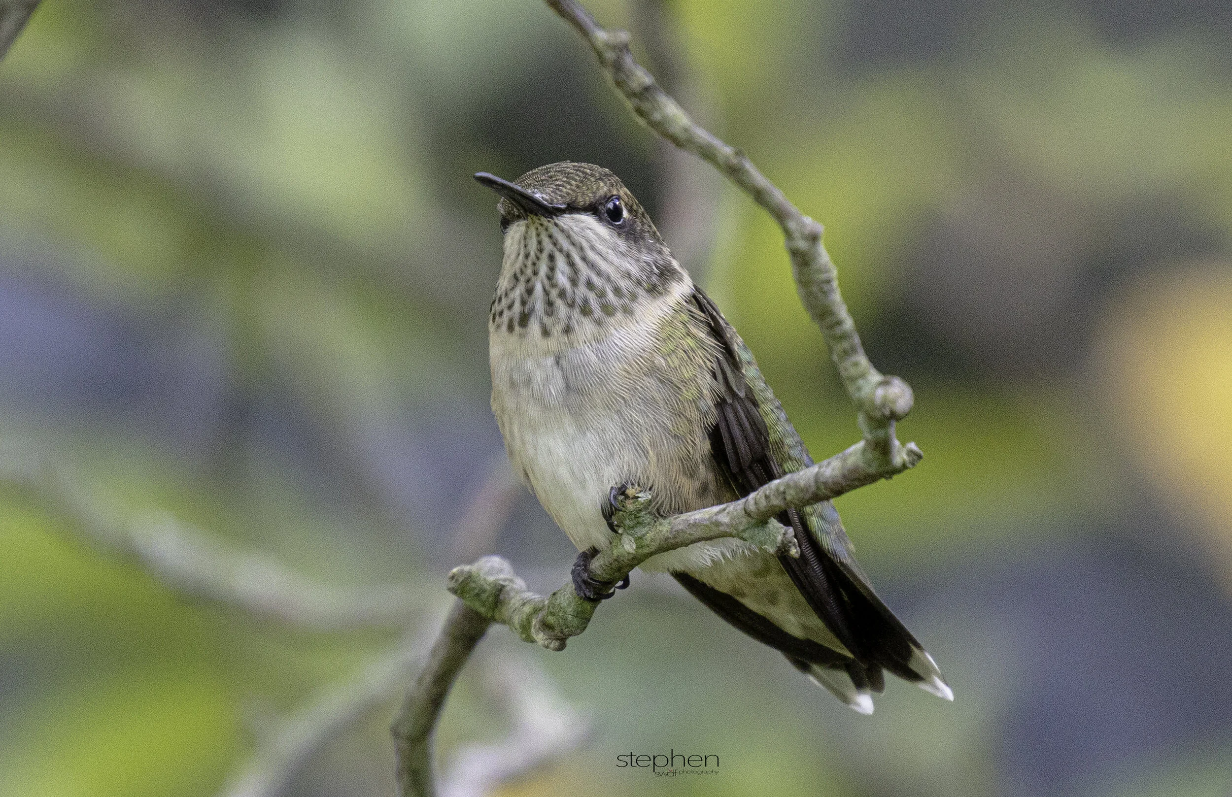 Hummingbird13 - Sandy Ridge.jpg