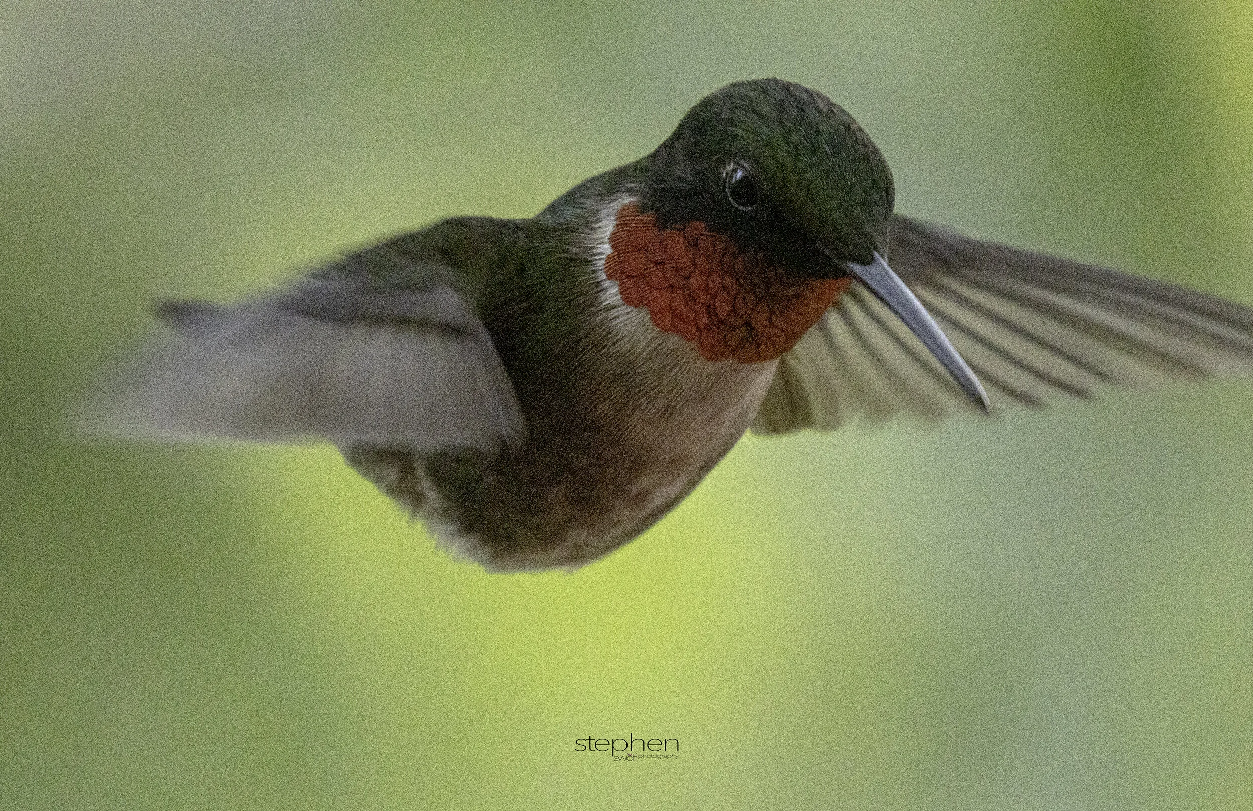 Hummingbird at Home2.jpg