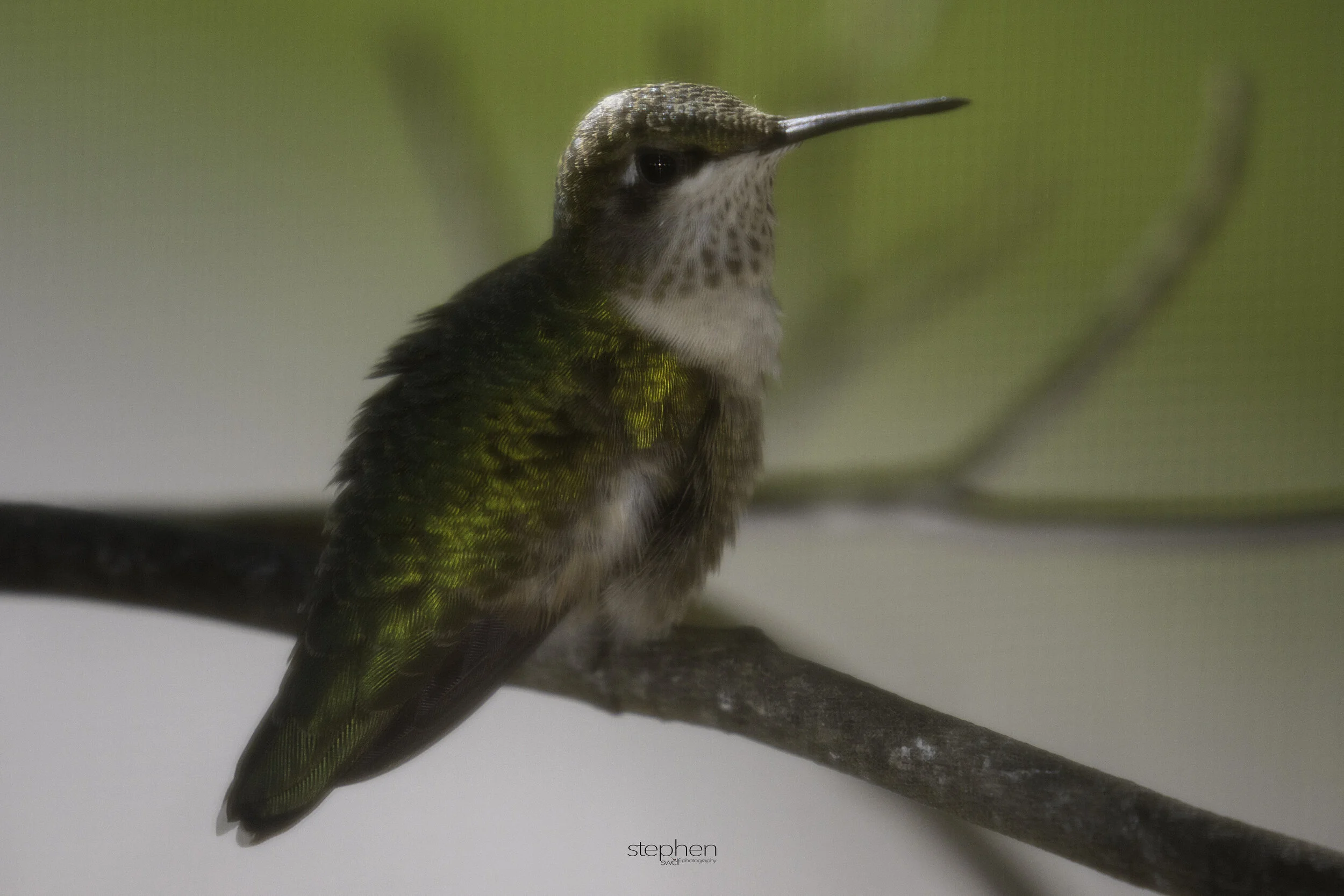 Hummingbbird Screen5.jpg