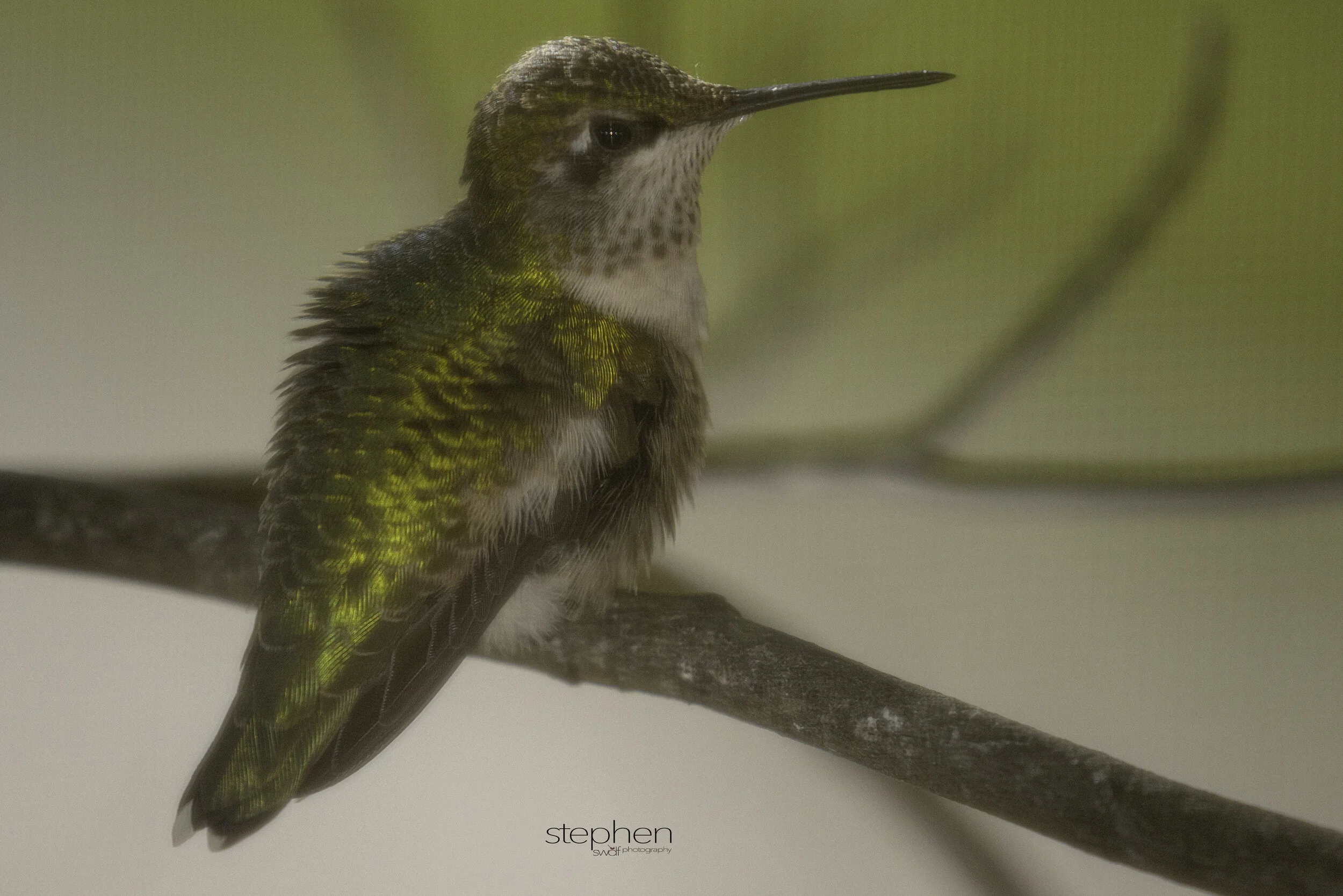 Hummingbird Screen.jpg