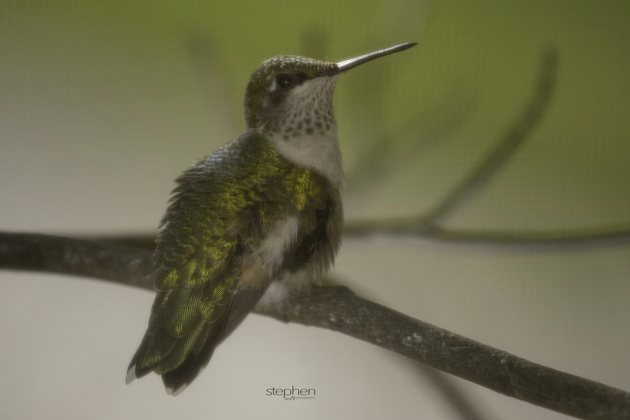 Hummingbird Screen2.jpg