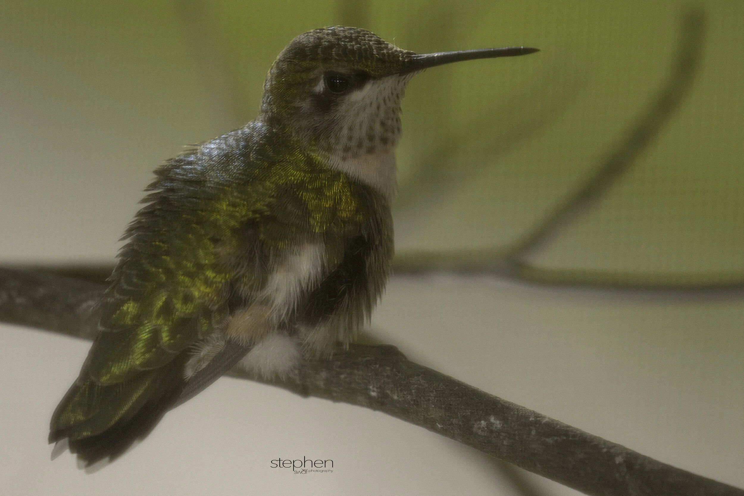 Hummingbird Screen3.jpg