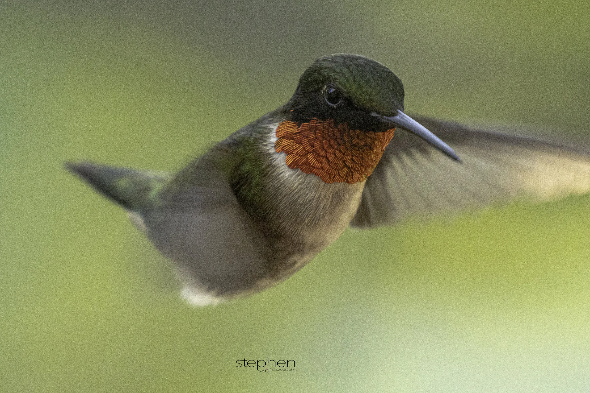 Male Ruby-throated Hummingbird.jpg