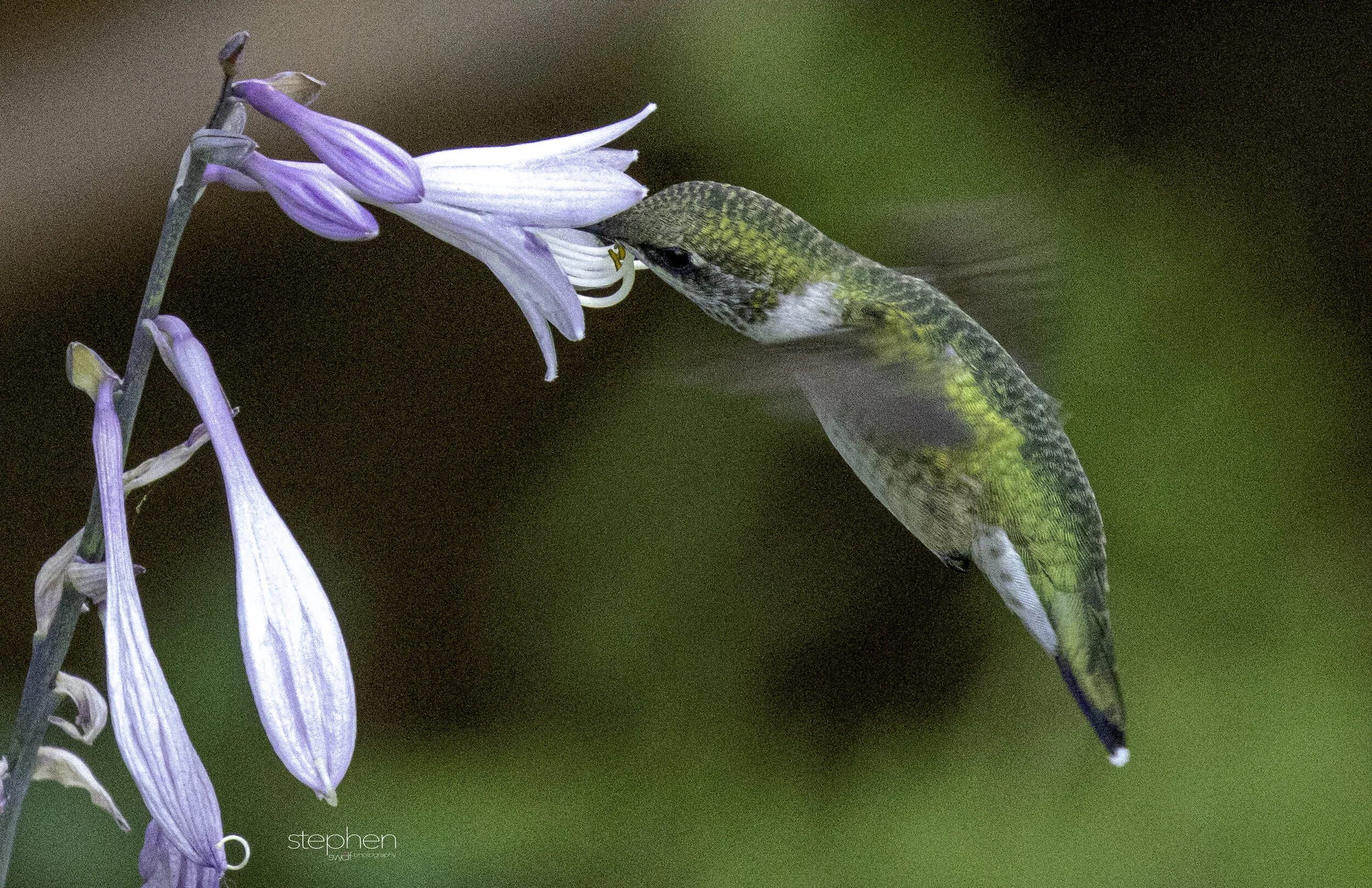 Hummingbird and Hosta2 - Sandy Ridge.jpg