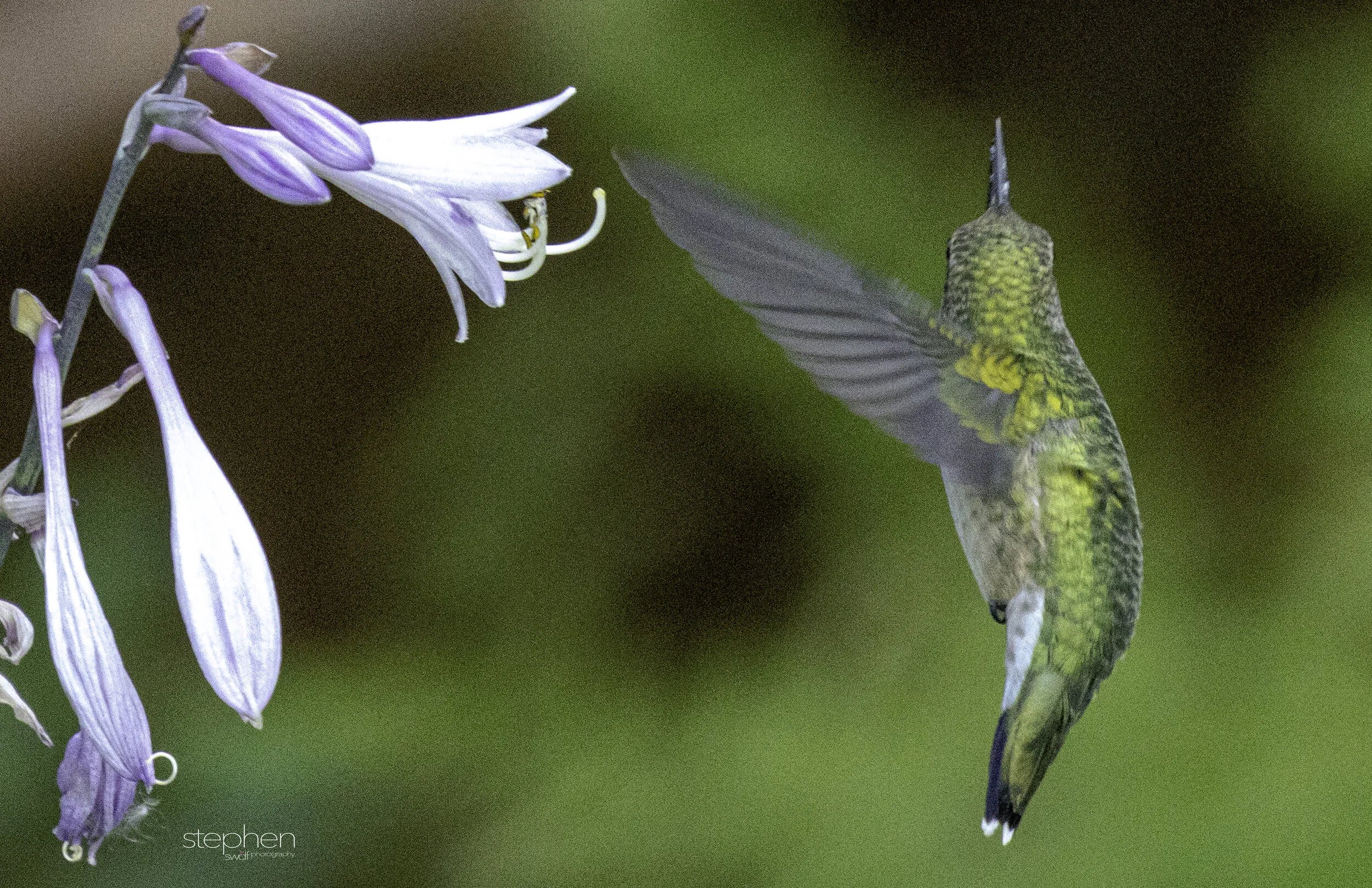 Hummingbird and Hosta3 - Sandy Ridge.jpg