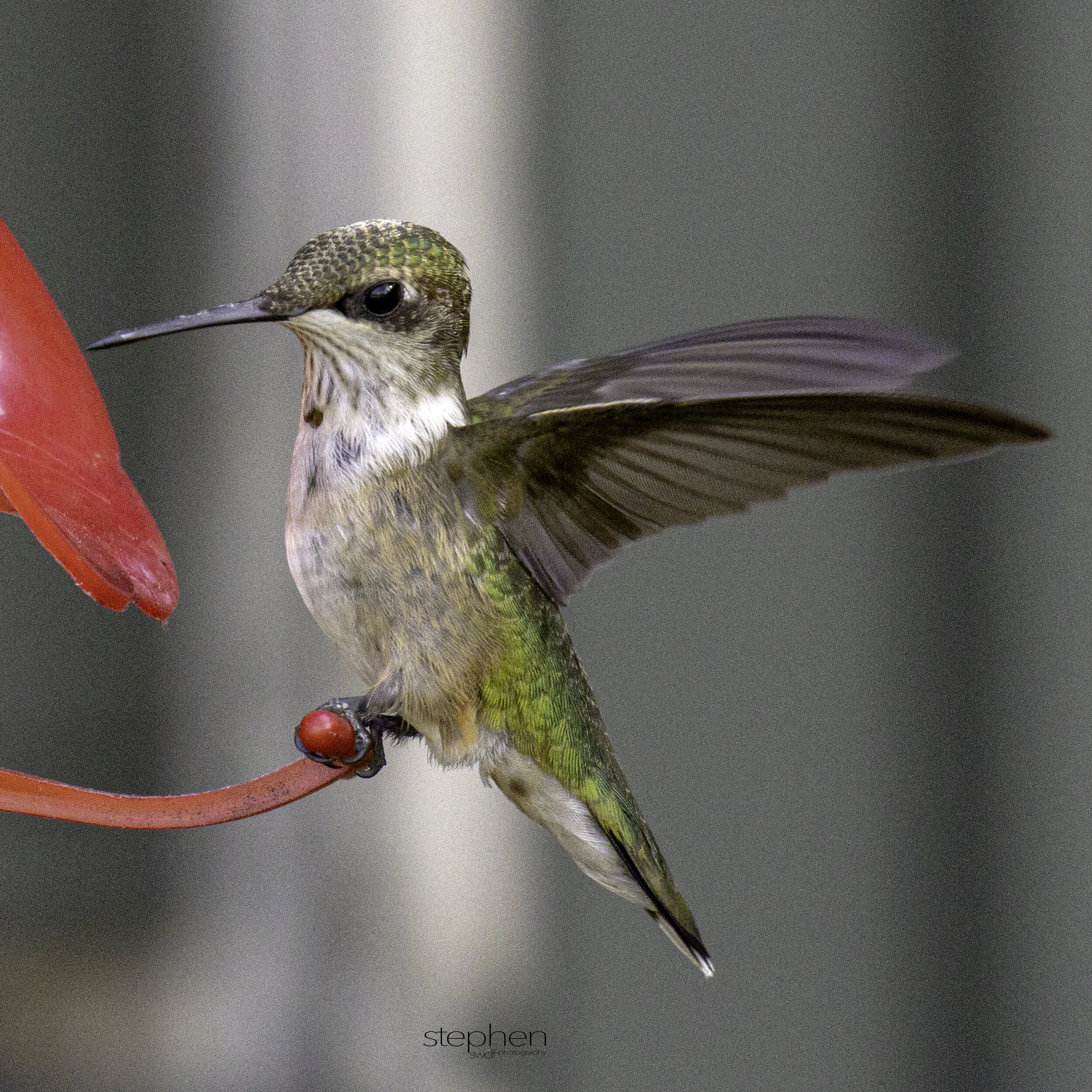 Hummingbird Square - Sandy Ridge.jpg