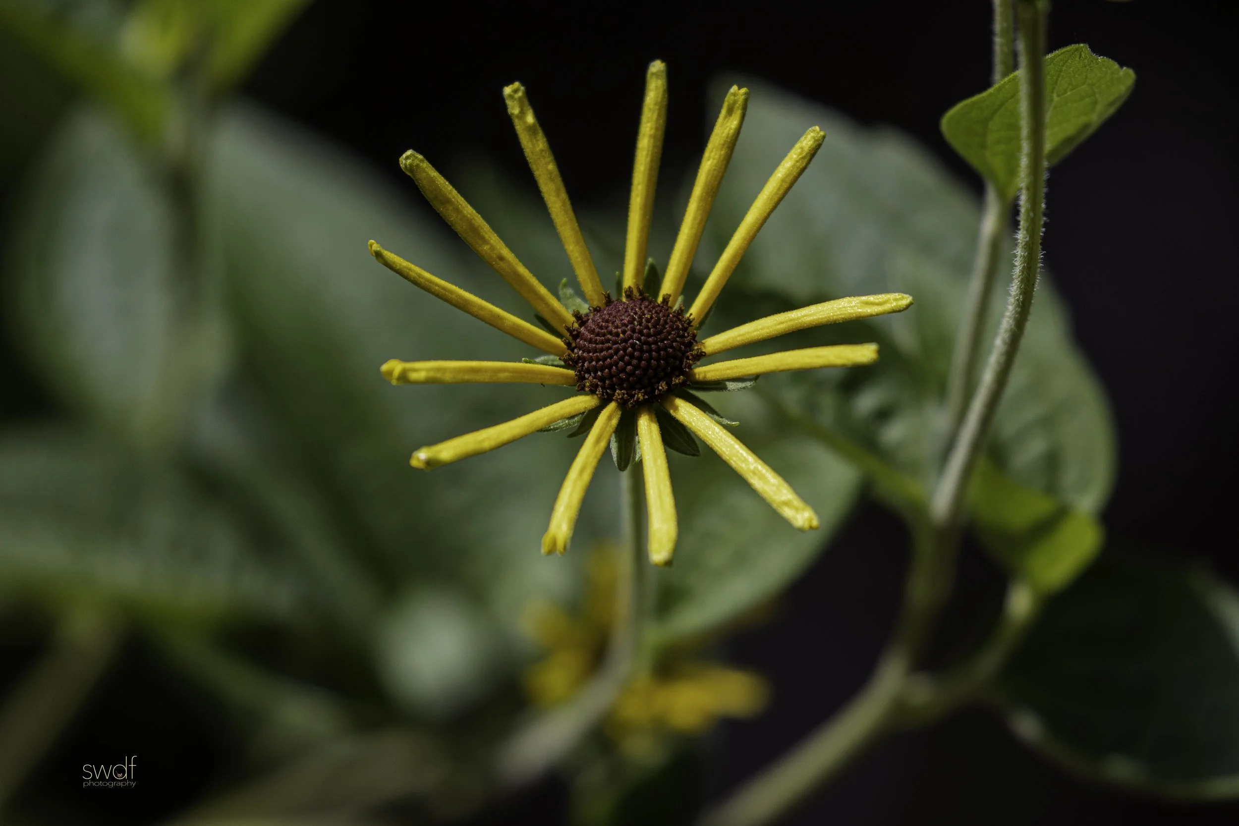 Henry Eilers Black Eyed Susan3 - Cleveland Botanical Garden.jpg