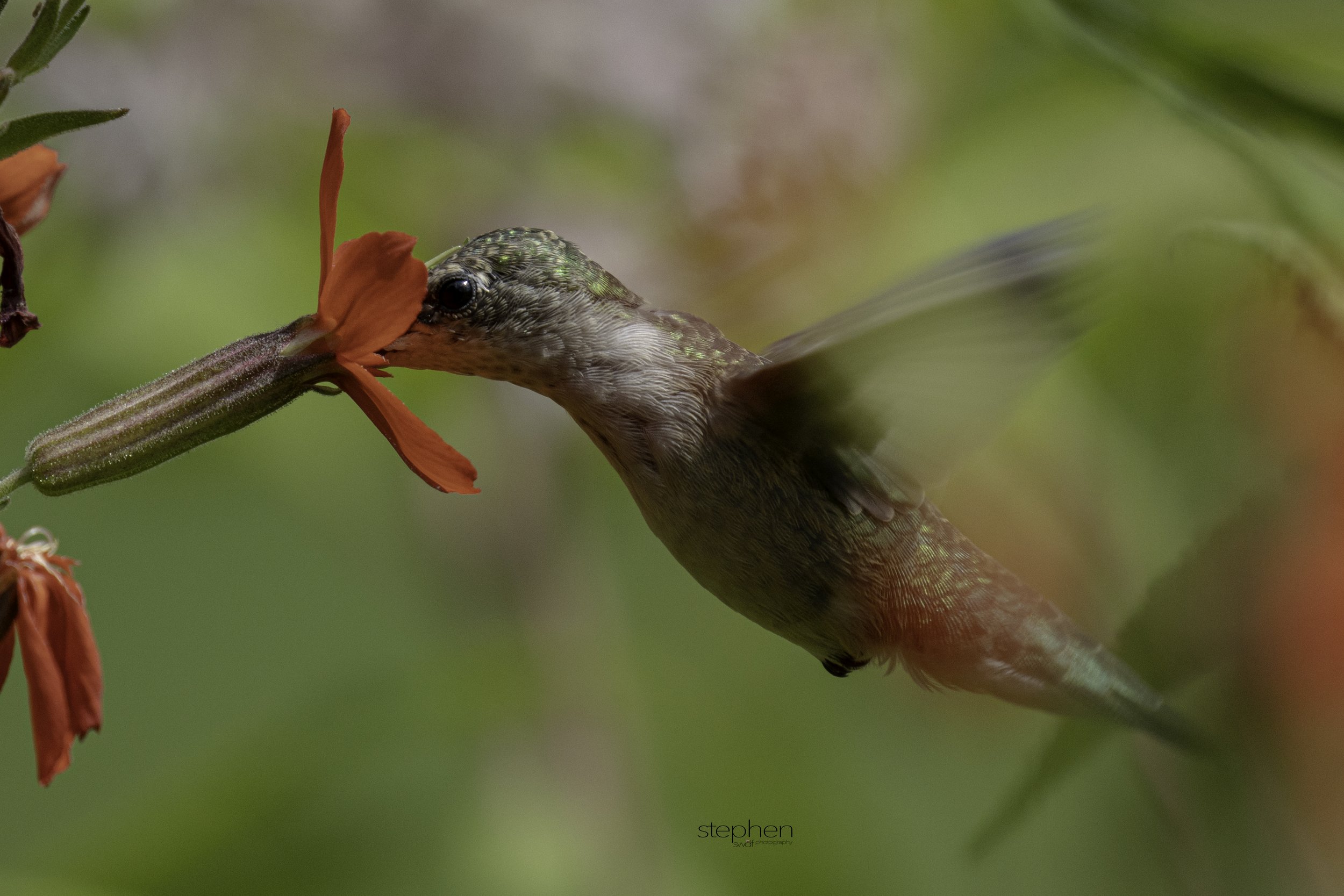 Hummingbird4 - Holden Arboretum.jpg