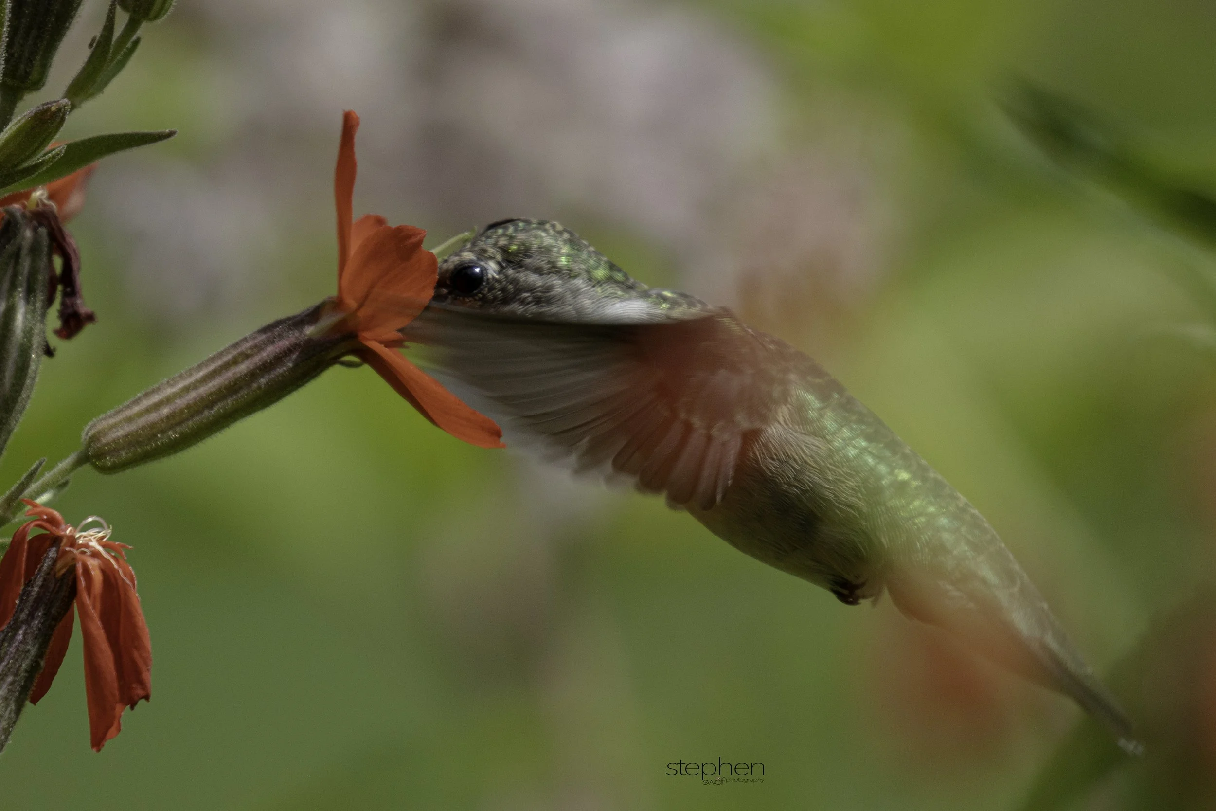 Hummingbird5 - Holden Arboretum.jpg