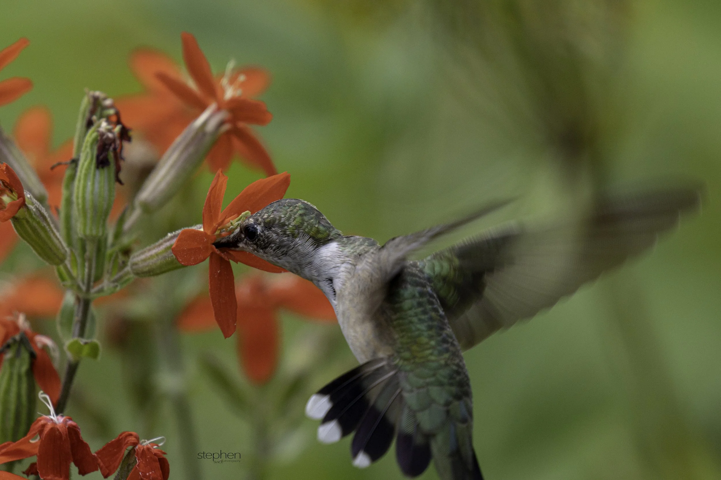 Hummingbird18 - Holden Arboretum.jpg