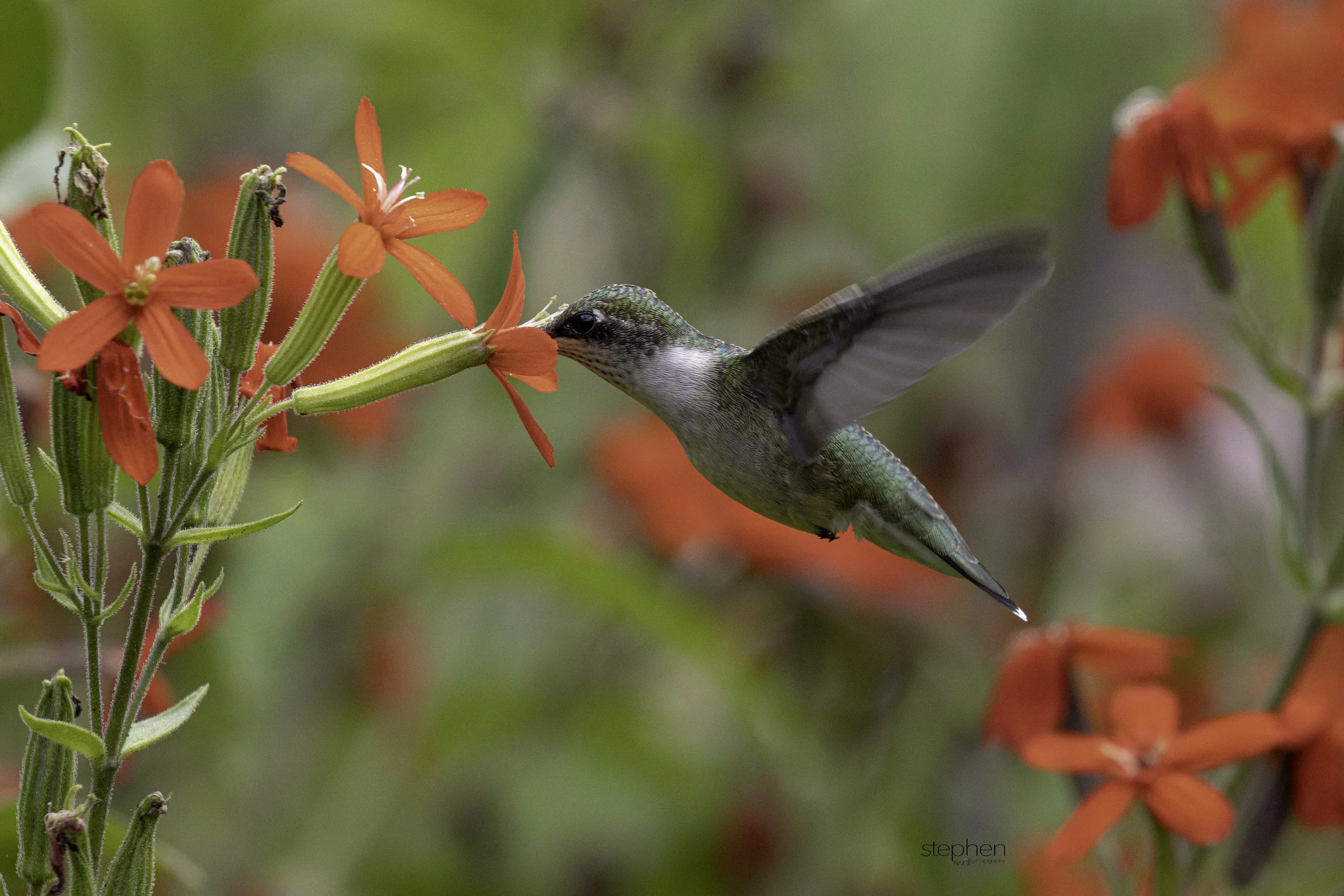 Hummingbird25 - Holden Arboretum.jpg