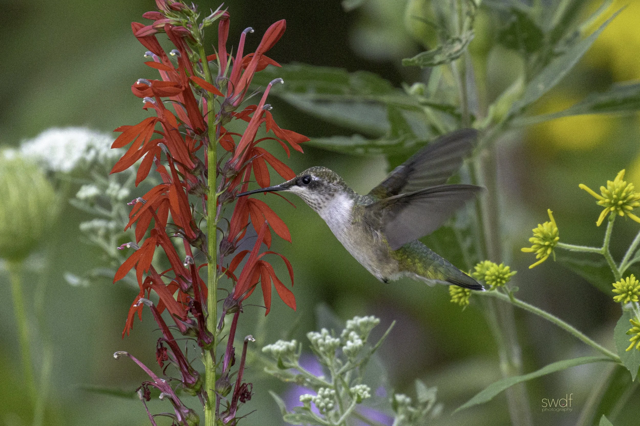 Hummingbird and Cardinal Flowers2 - Sandy Ridge.jpg