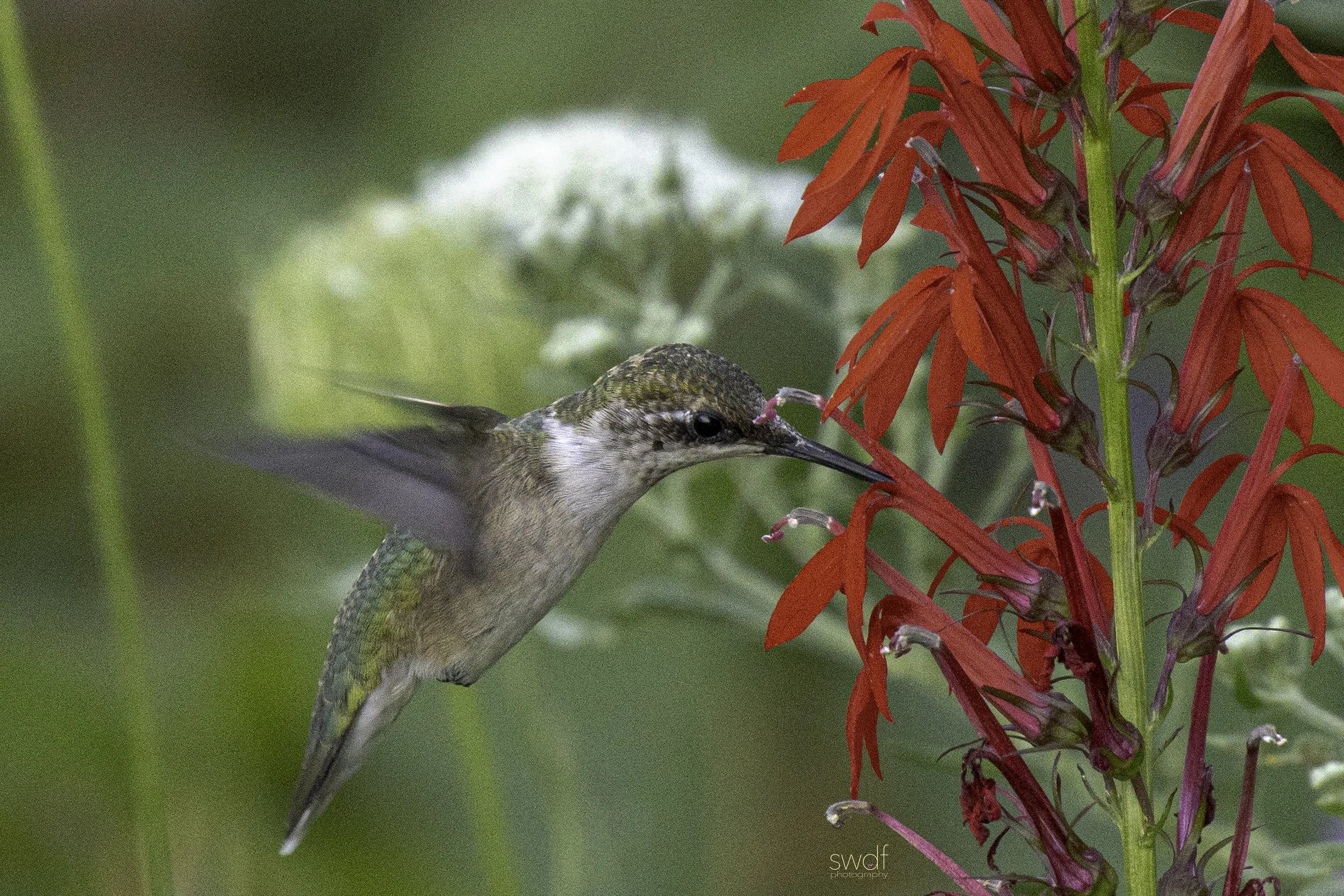 Hummingbird and Cardinal Flowers3 - Sandy Ridge.jpg