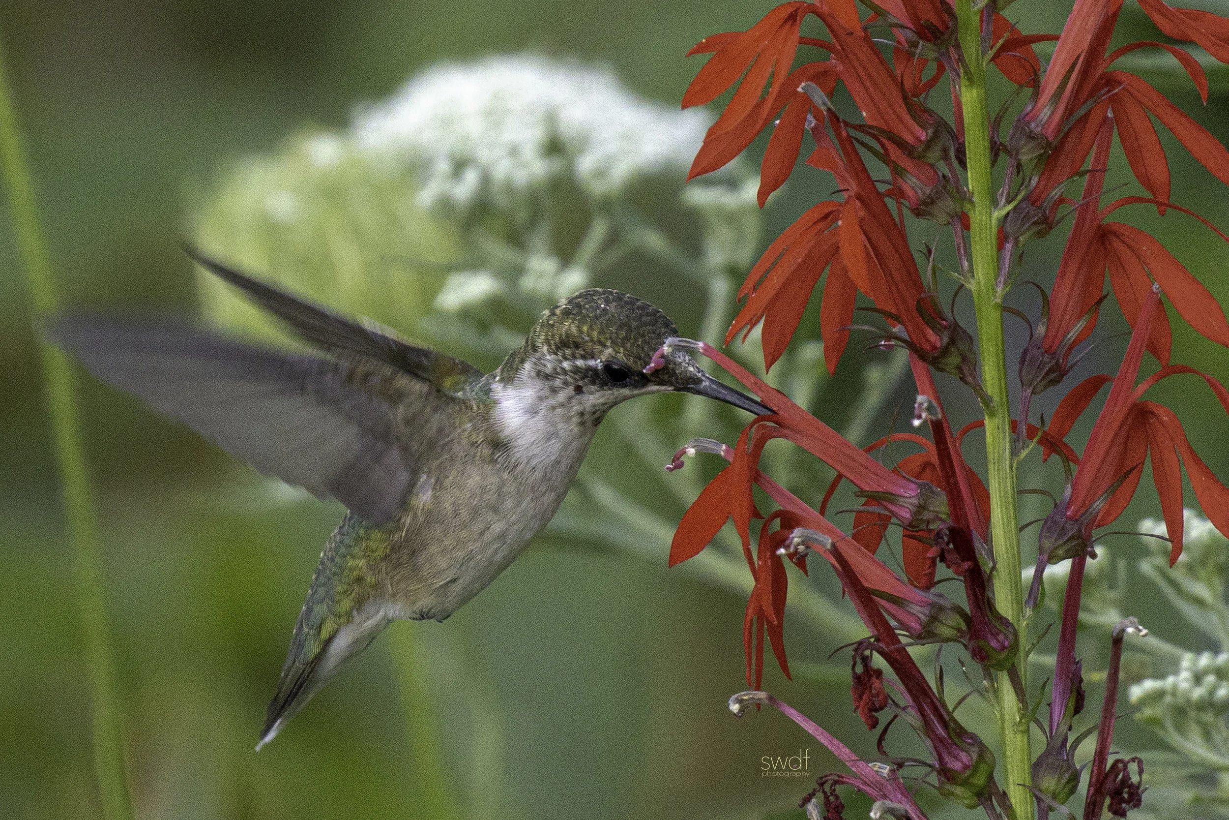 Hummingbird and Cardinal Flowers4 - Sandy Ridge.jpg