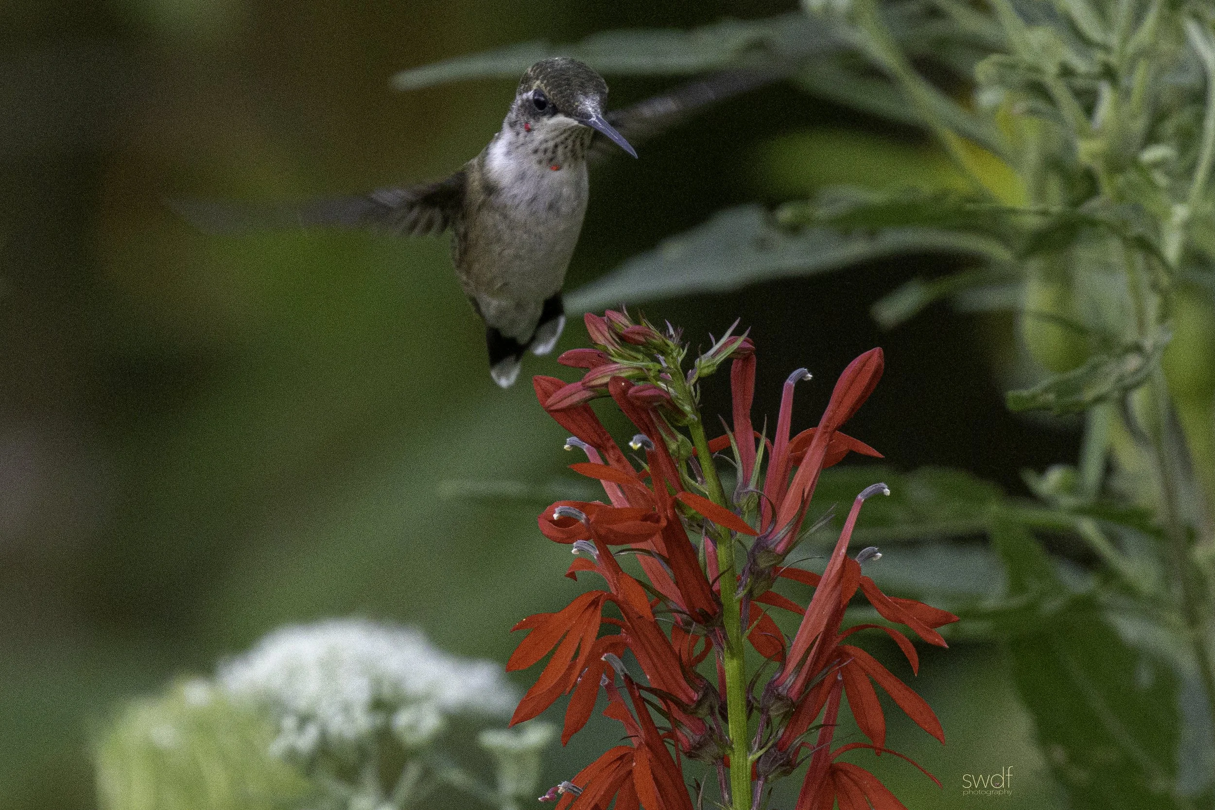 Hummingbird and Cardinal Flowers7 - Sandy Ridge.jpg
