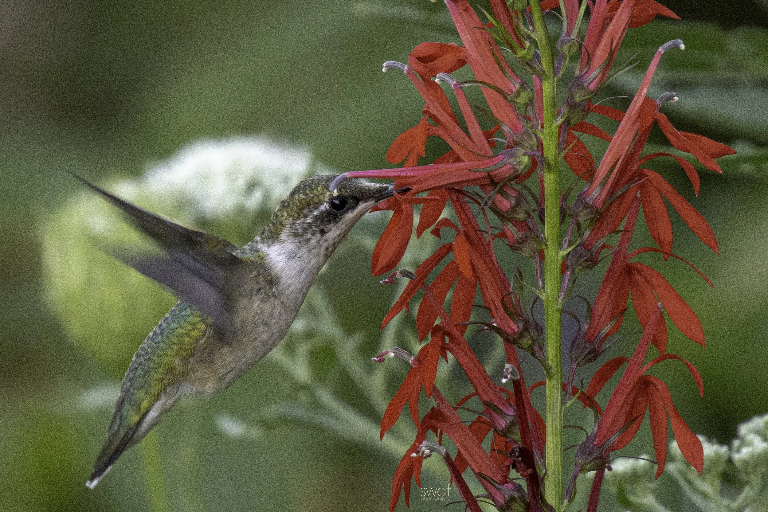 Hummingbird and Cardinal Flowers8 - Sandy Ridge.jpg