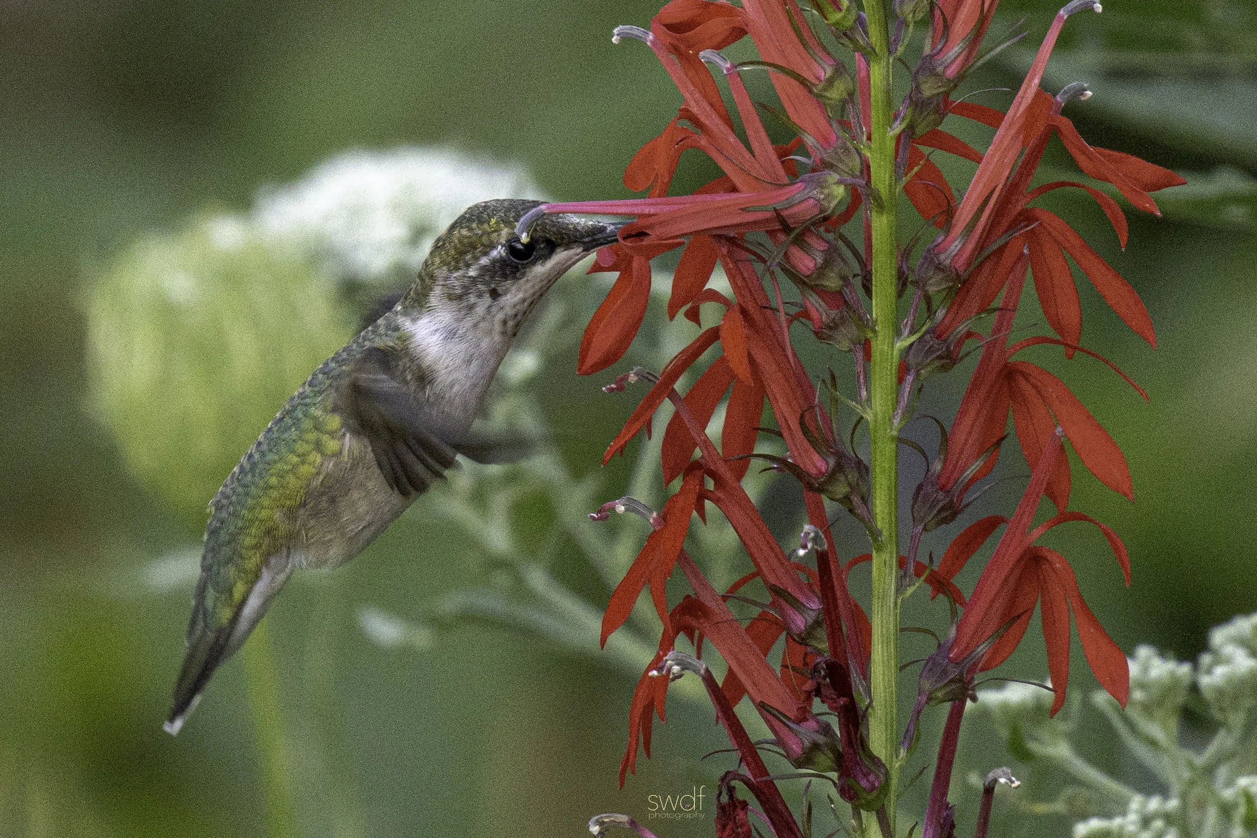 Hummingbird and Cardinal Flowers9 - Sandy Ridge.jpg