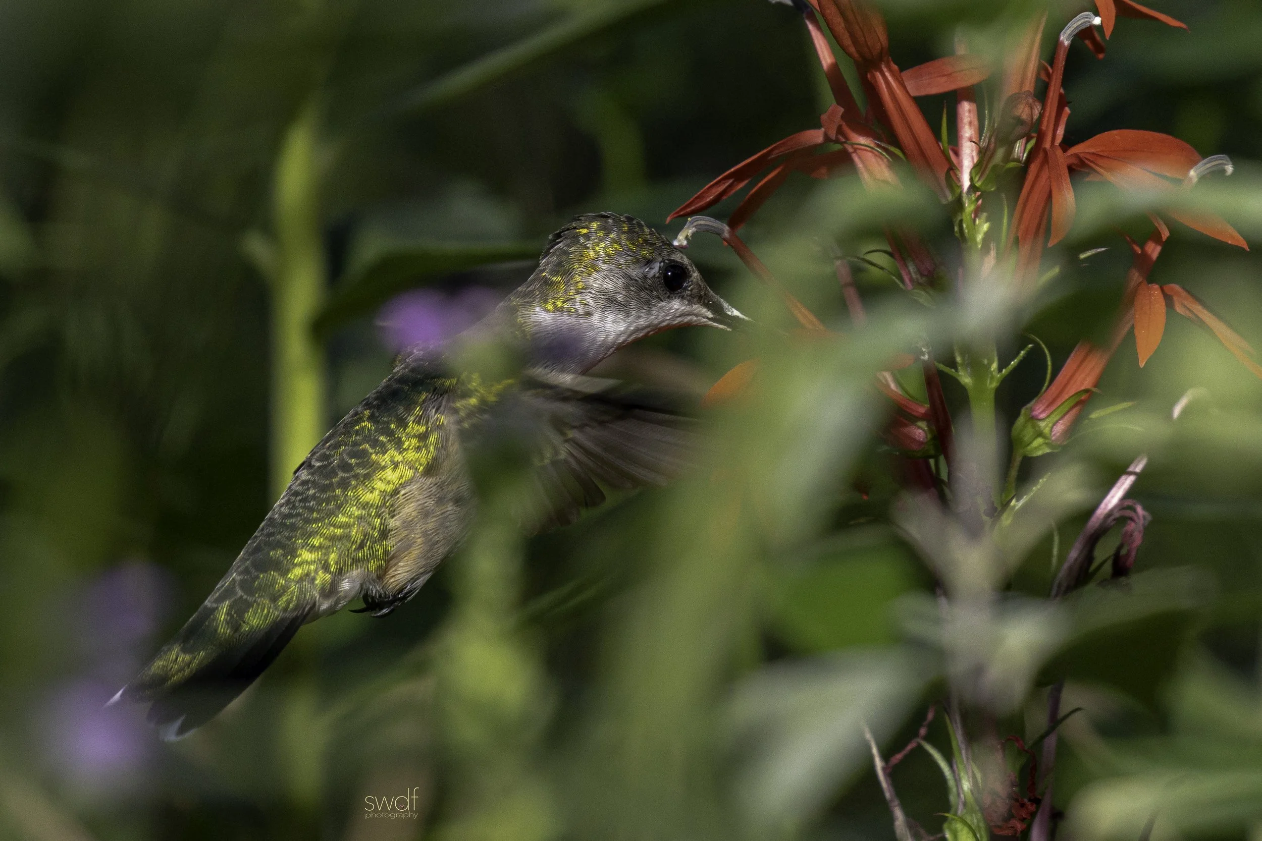 Hummingbird and Cardinal Flowers11 - Sandy Ridge.jpg