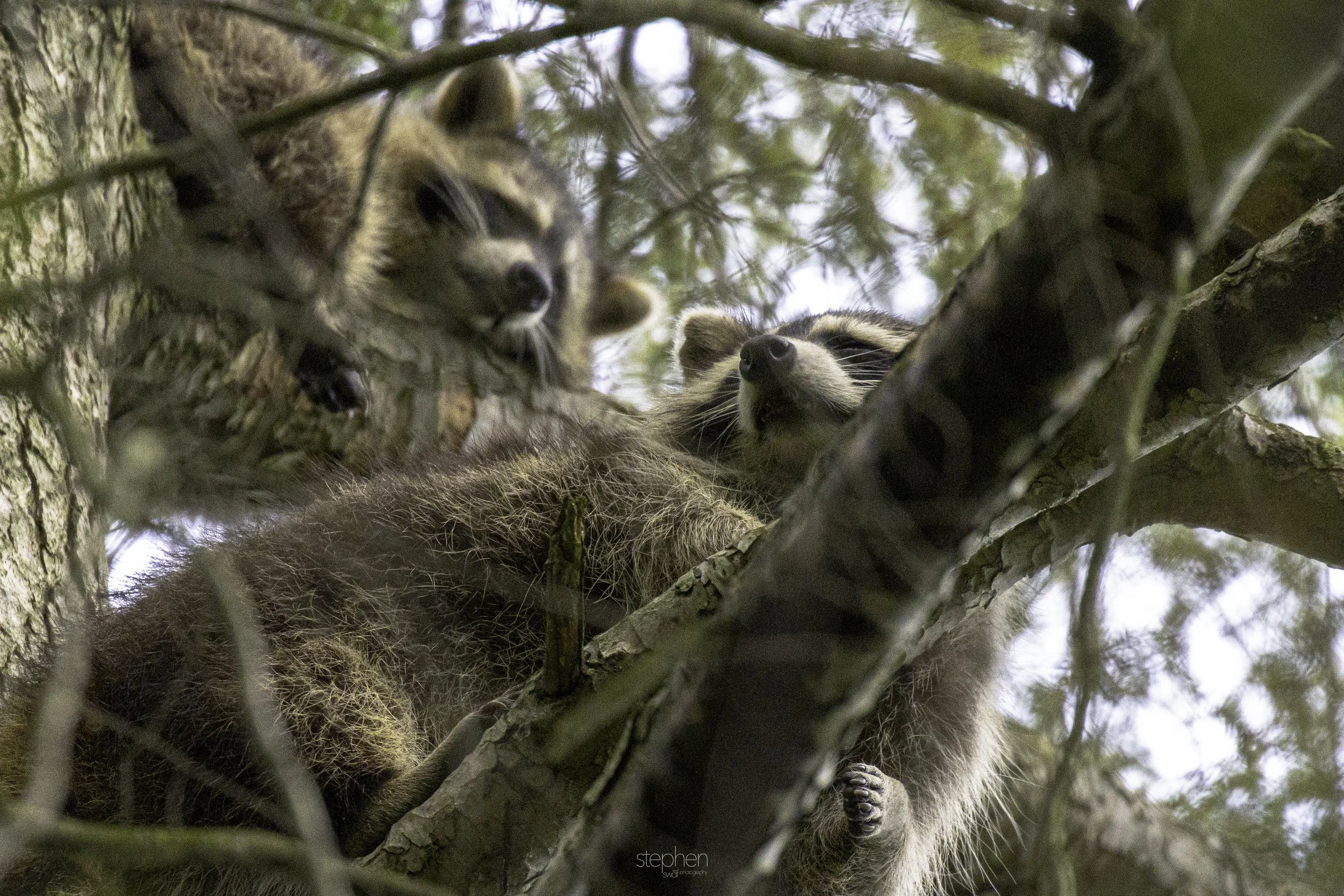 Napping Raccoons - Huntington Reservaation.jpg